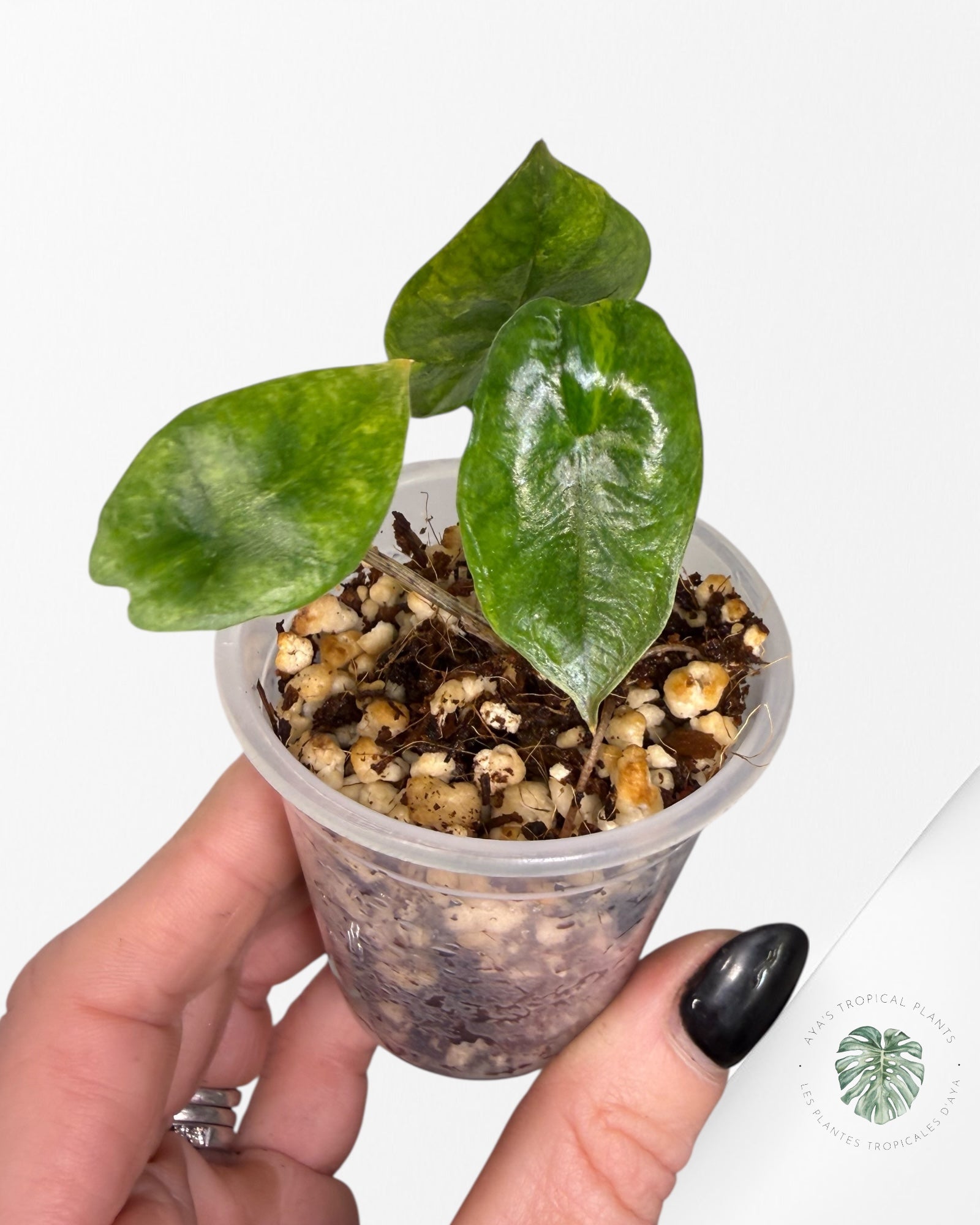 Alocasia Heterophylla Metallic  Blue variegated