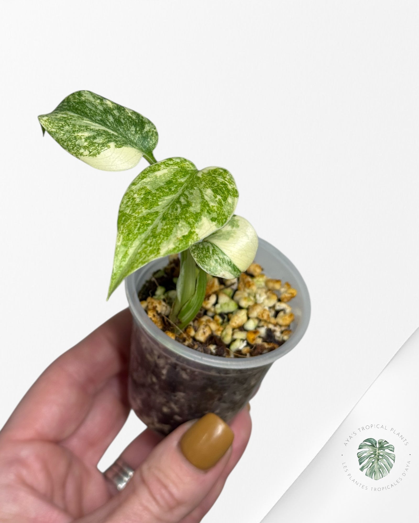 Monstera Legacy ( A grade)-350