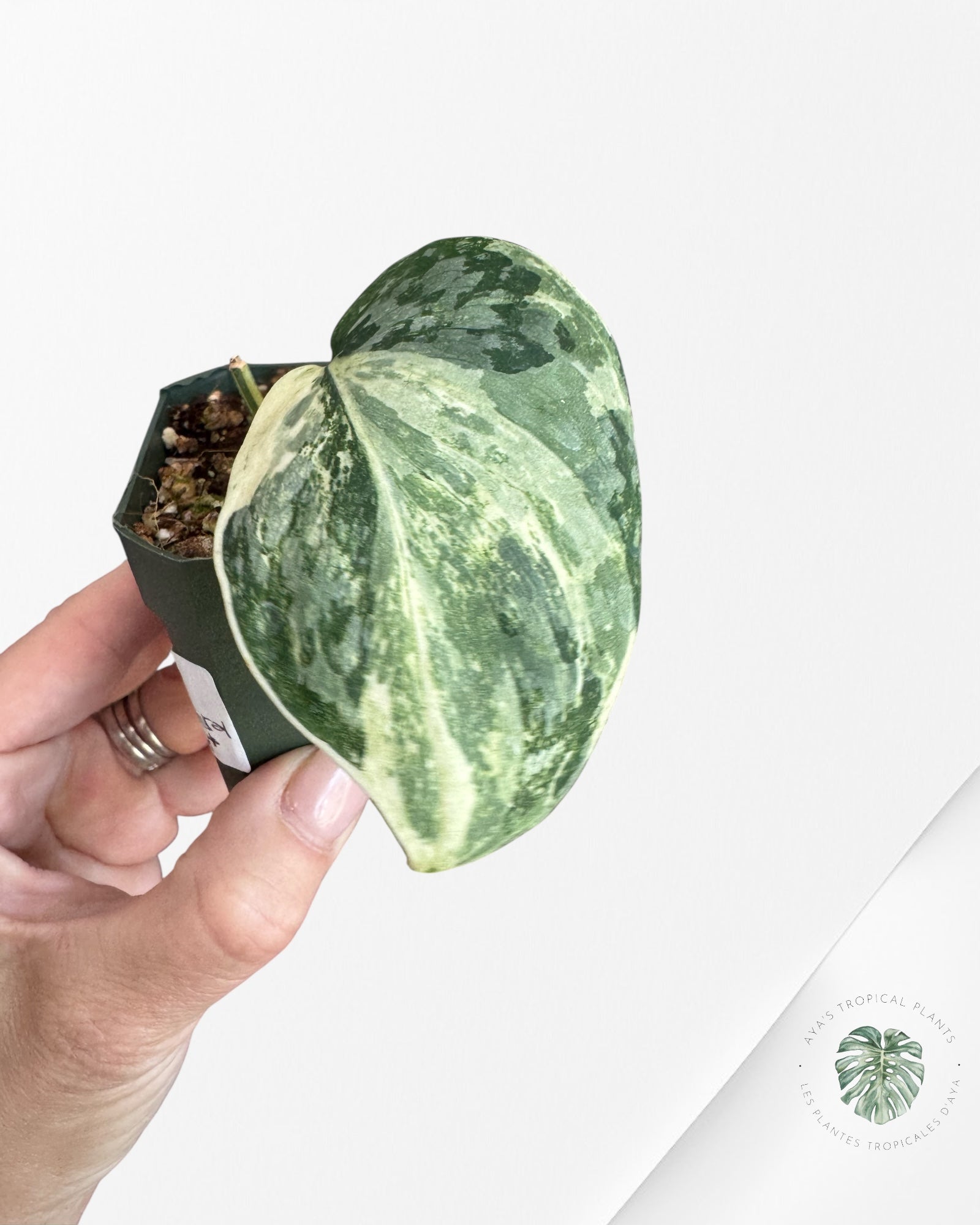 Scindapsus Exotica White Crystal Variegated-W