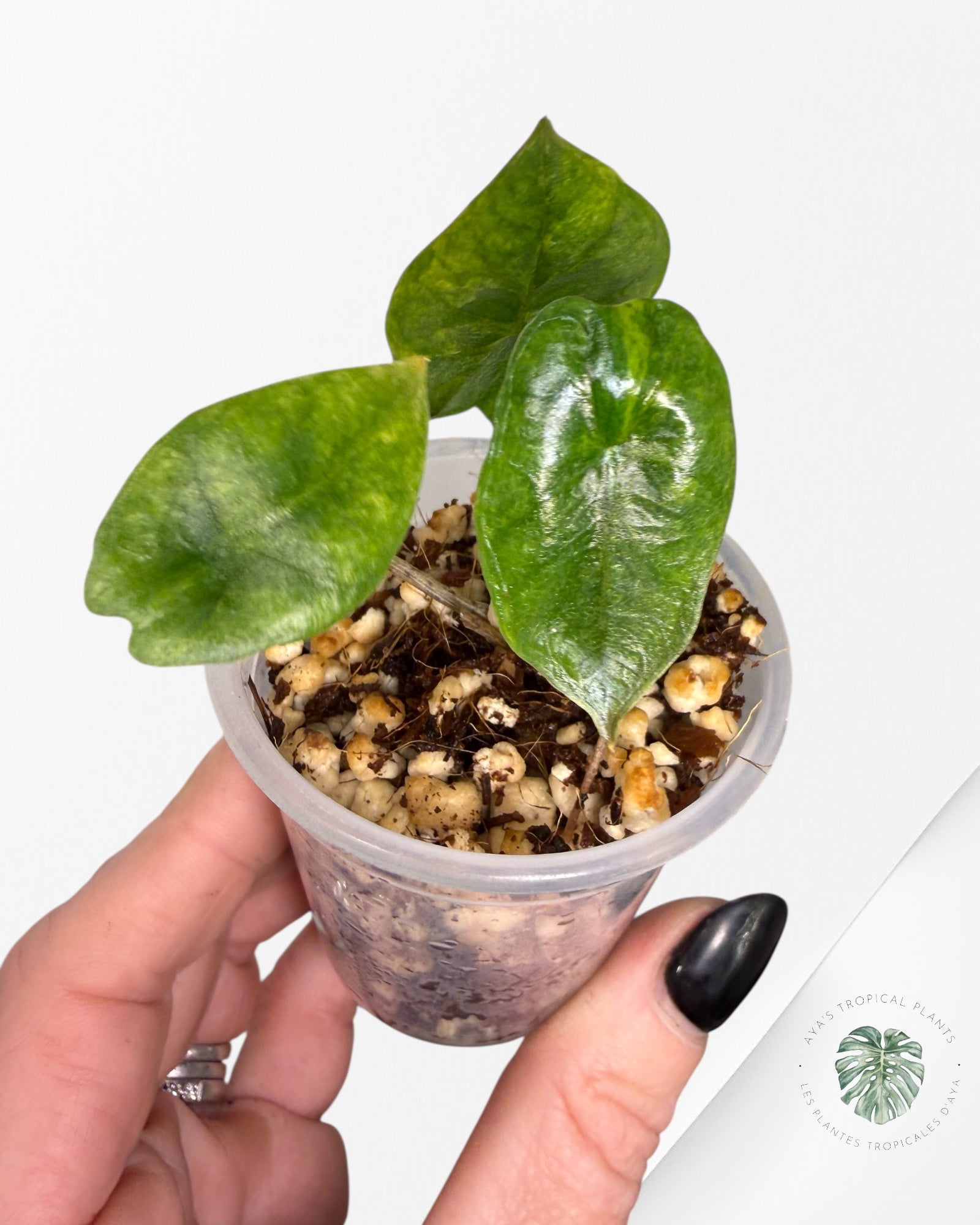 Alocasia Heterophylla Metallic  Blue variegated