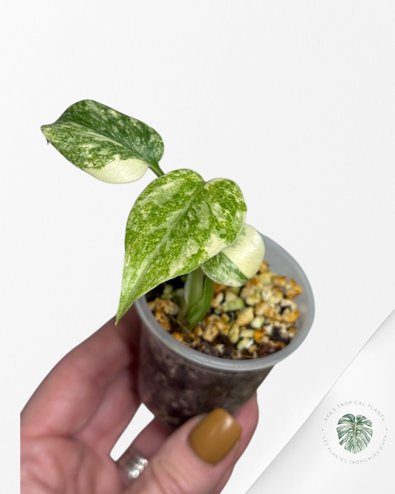 Monstera Legacy ( A grade)-350