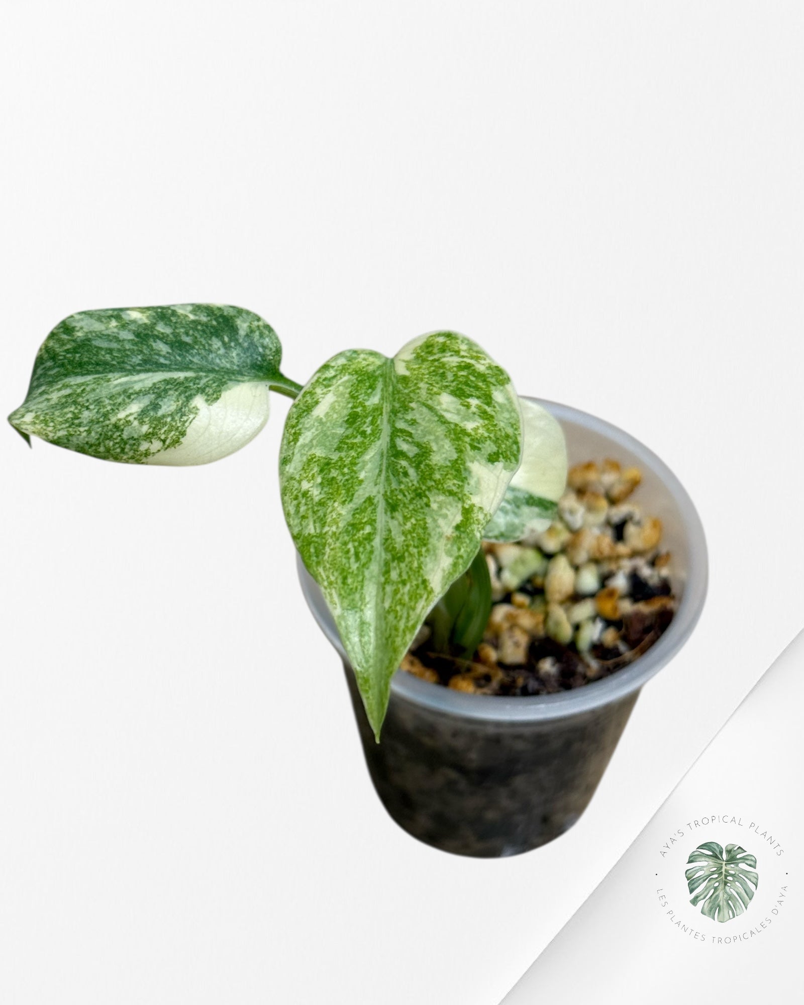 Monstera Legacy ( A grade)-350