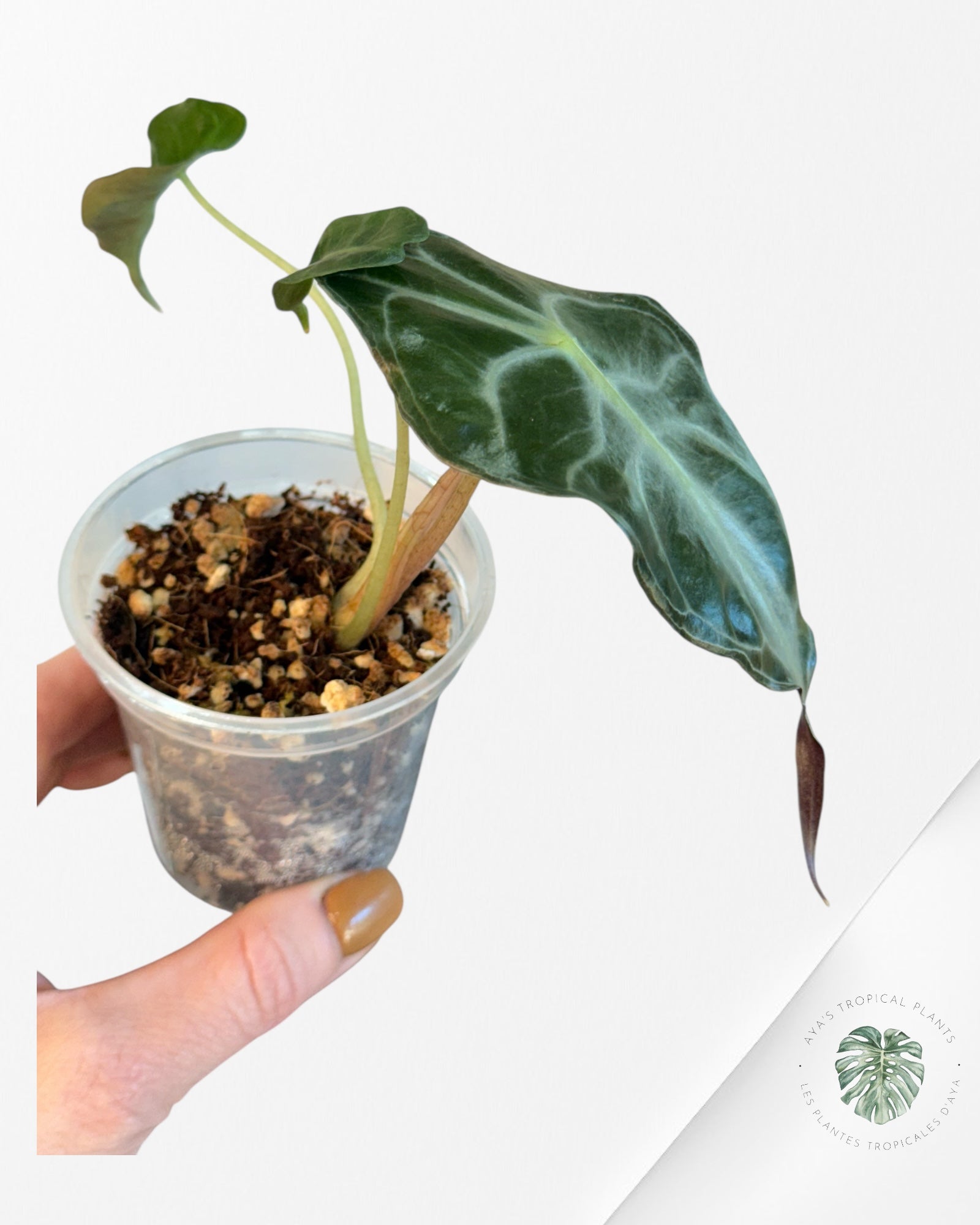 Alocasia Venom-43
