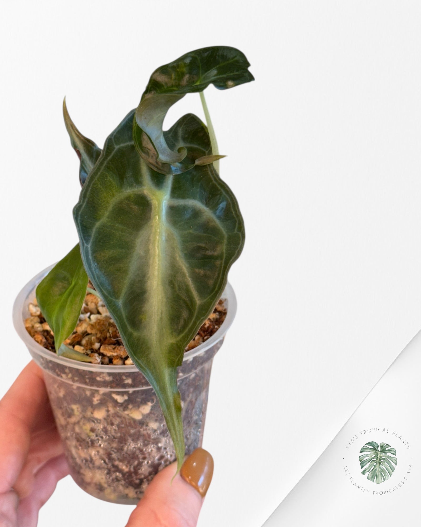 Alocasia Venom-42