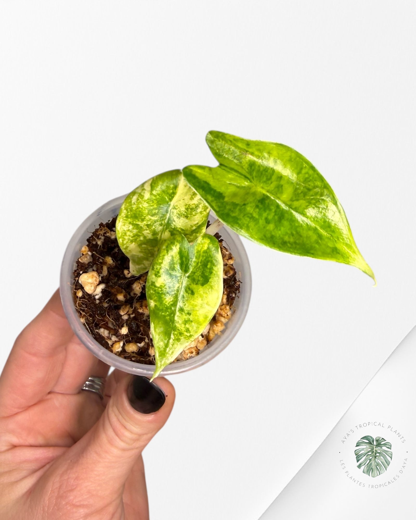 Alocasia Zebrina Thomas Variegated| Rare TC Plant | Aya's Tropical Plants