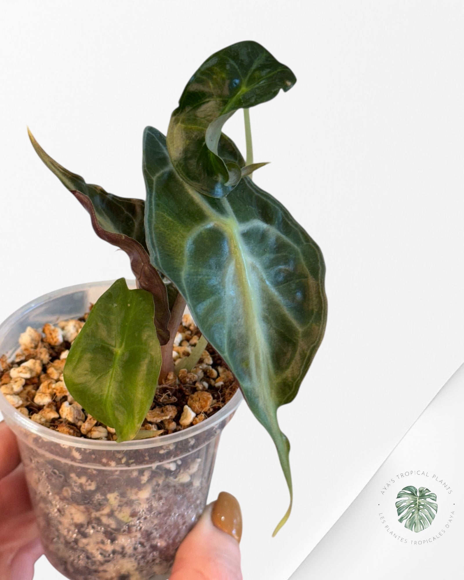 Alocasia Venom-42