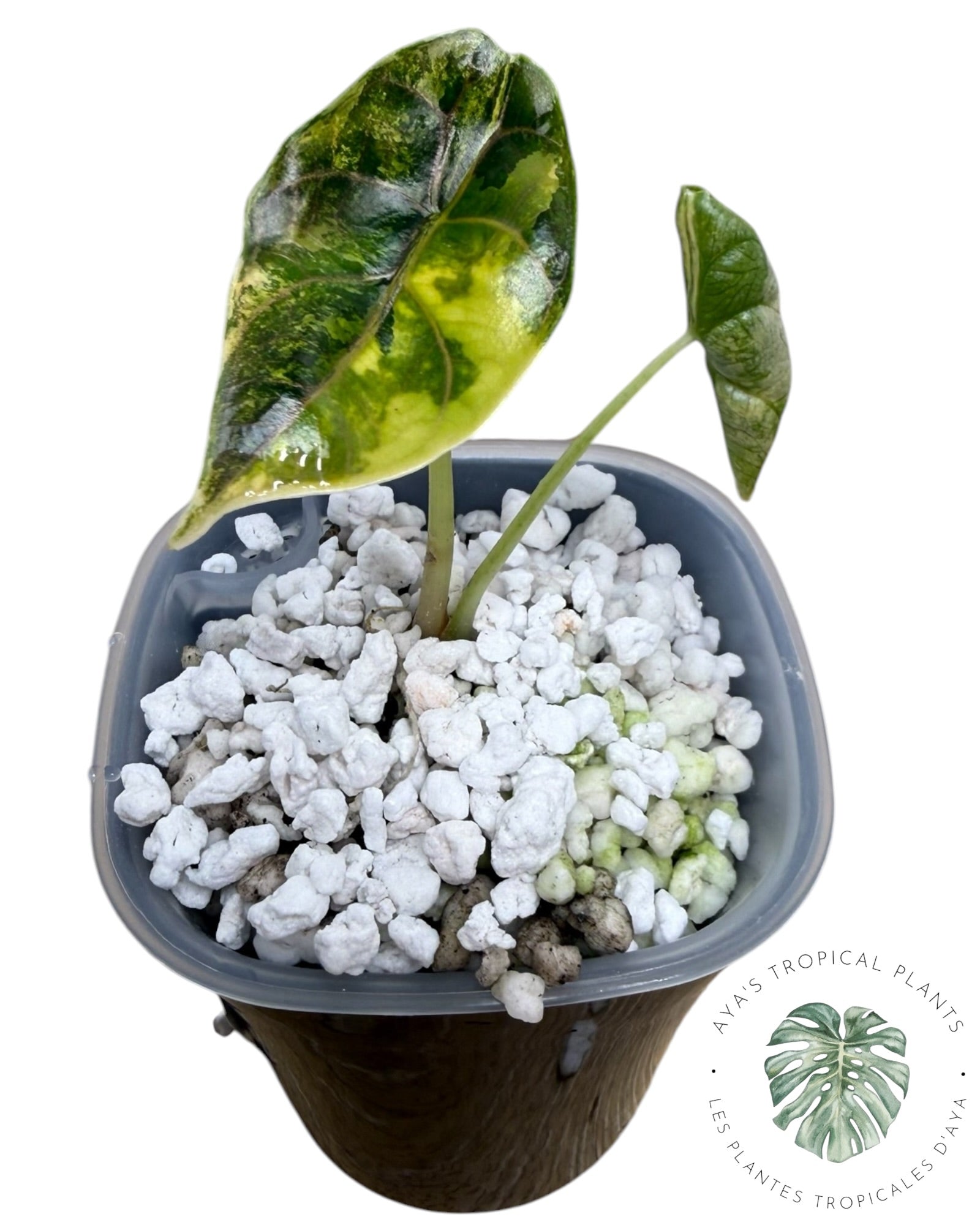 Alocasia Azlanii Aurea Variegated