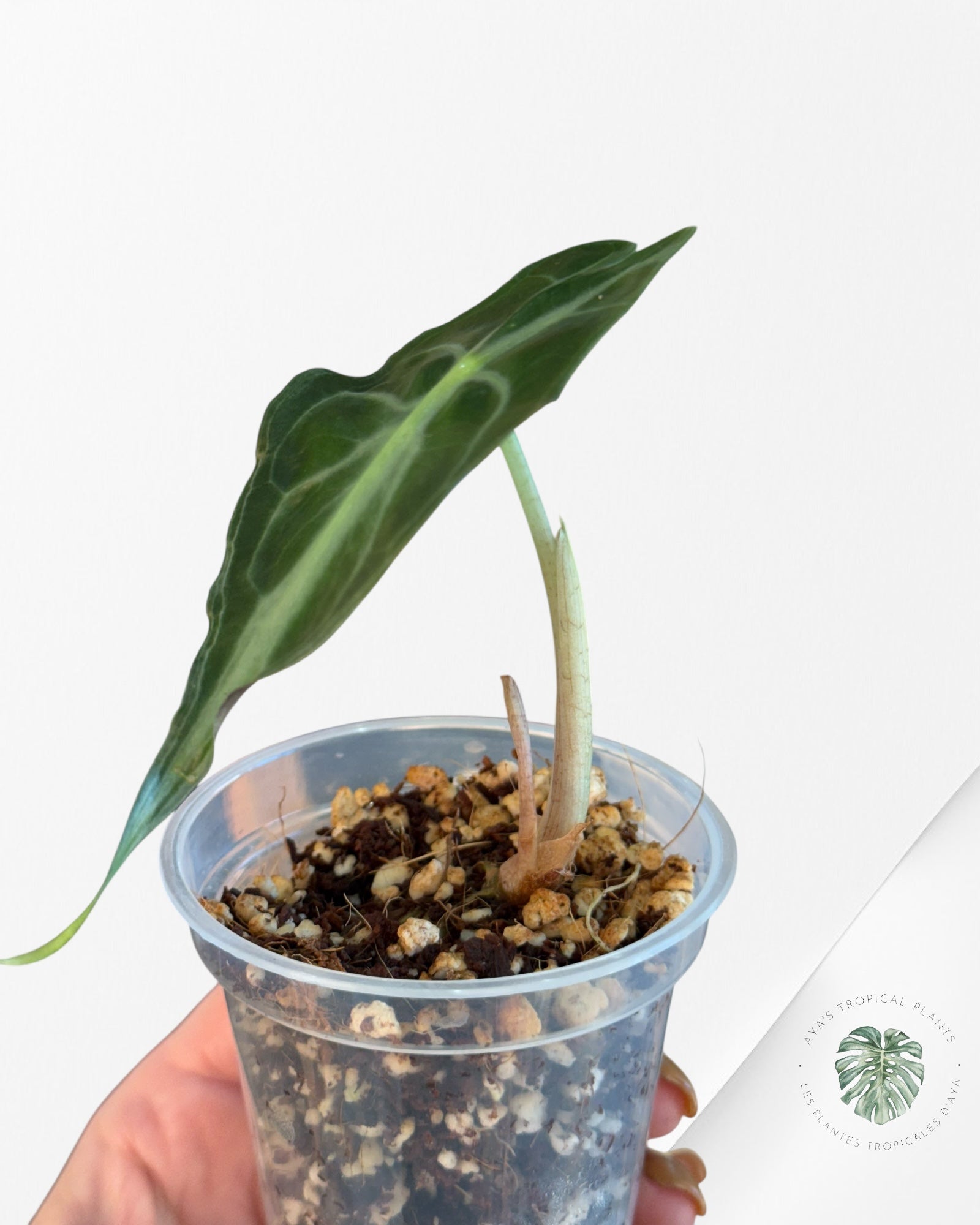 Alocasia Venom-620