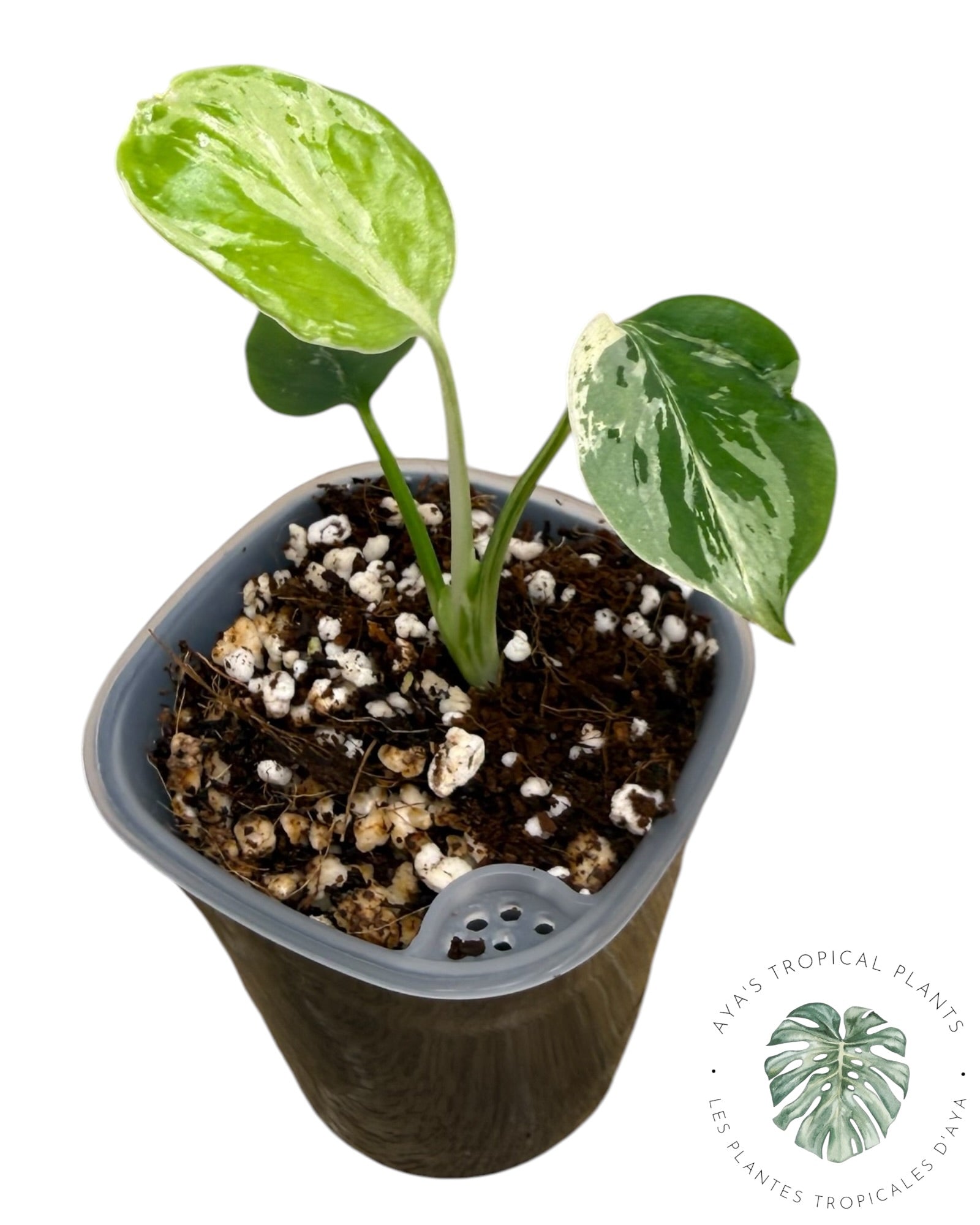 Monstera Deliciosa Bulbasaur