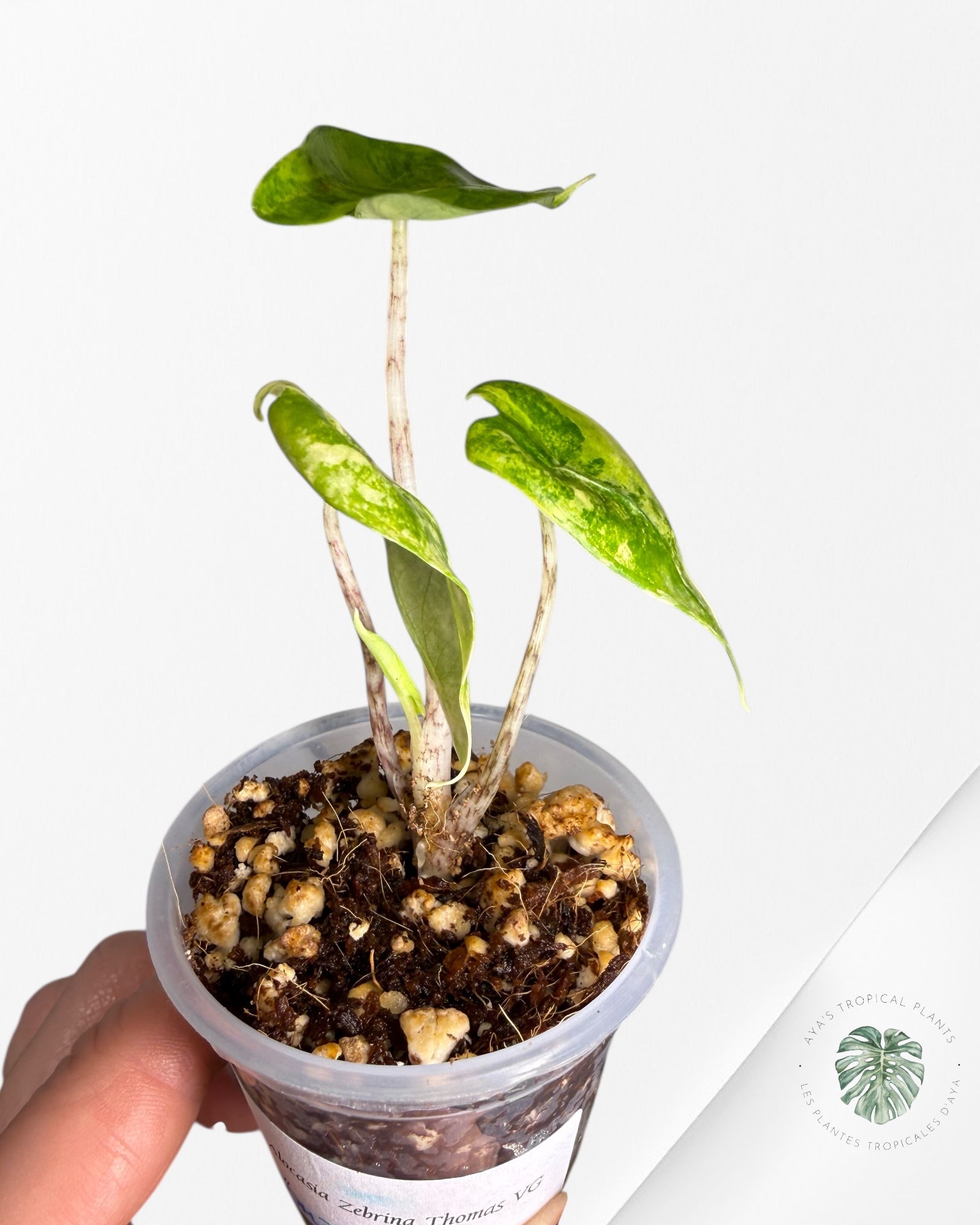 Alocasia Zebrina Thomas Variegated| Rare TC Plant | Aya's Tropical Plants