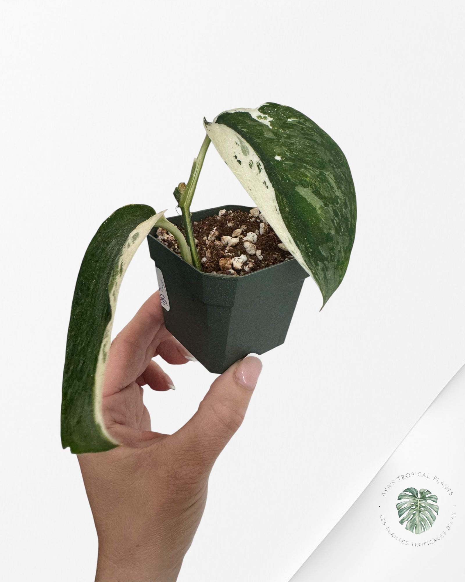 Scindapsus Salamount - M3