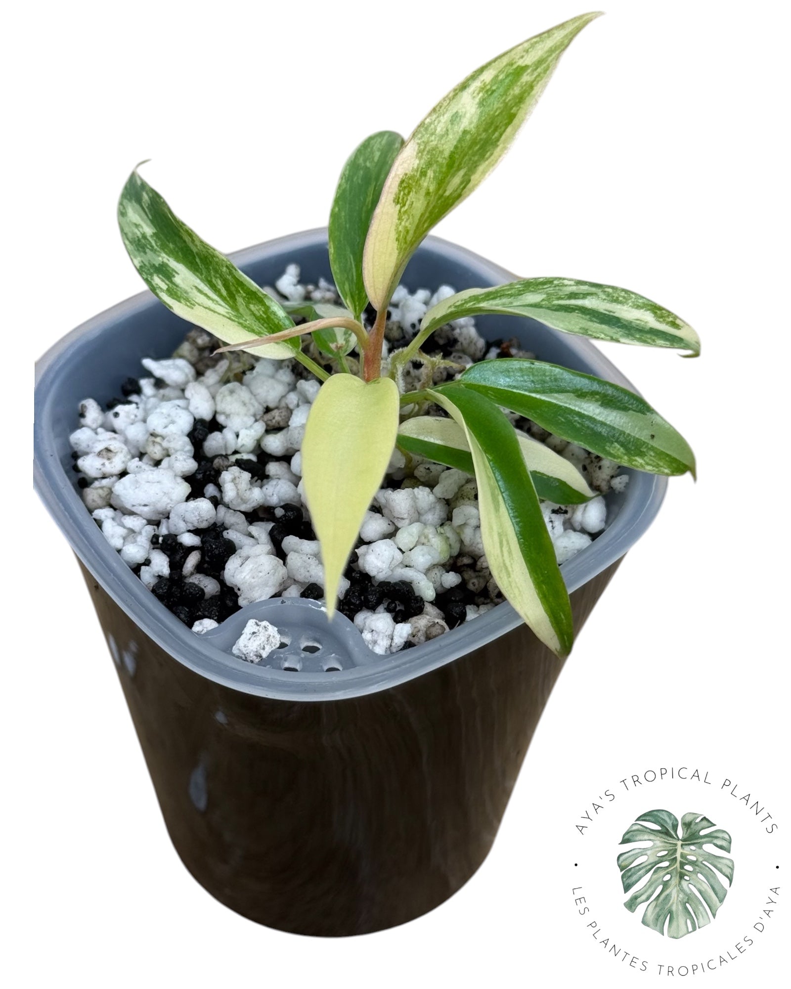 Philodendron Florida Beauty x Tortum