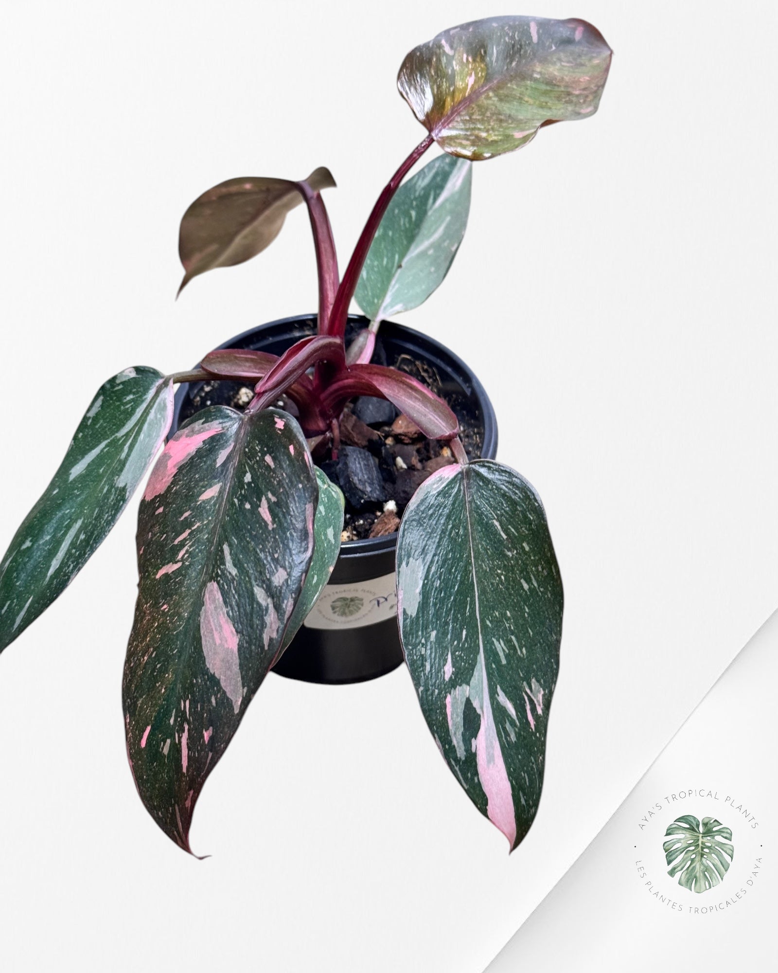 Philodendron Pink Princess Marble-2