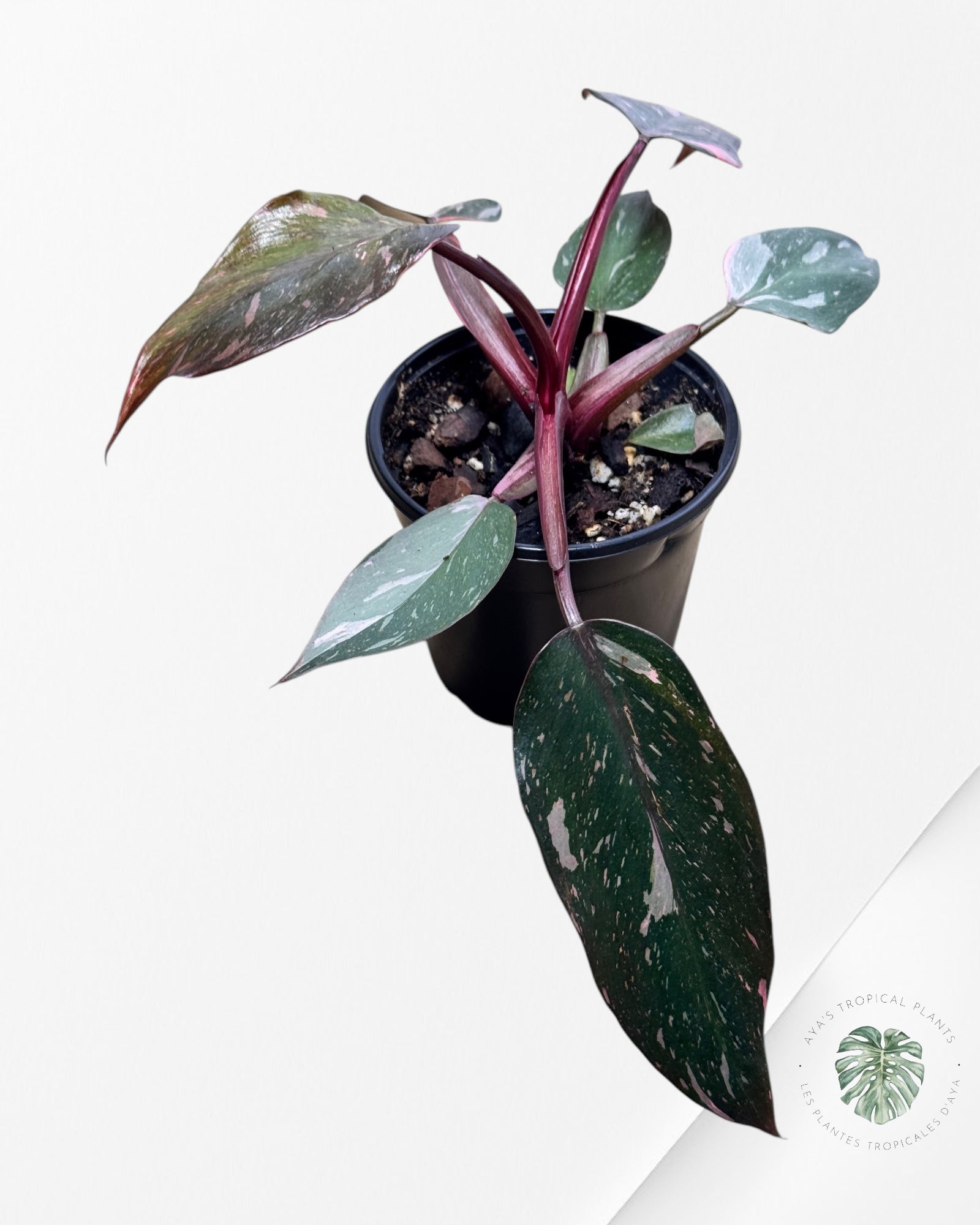 Philodendron Pink Princess Marble-2