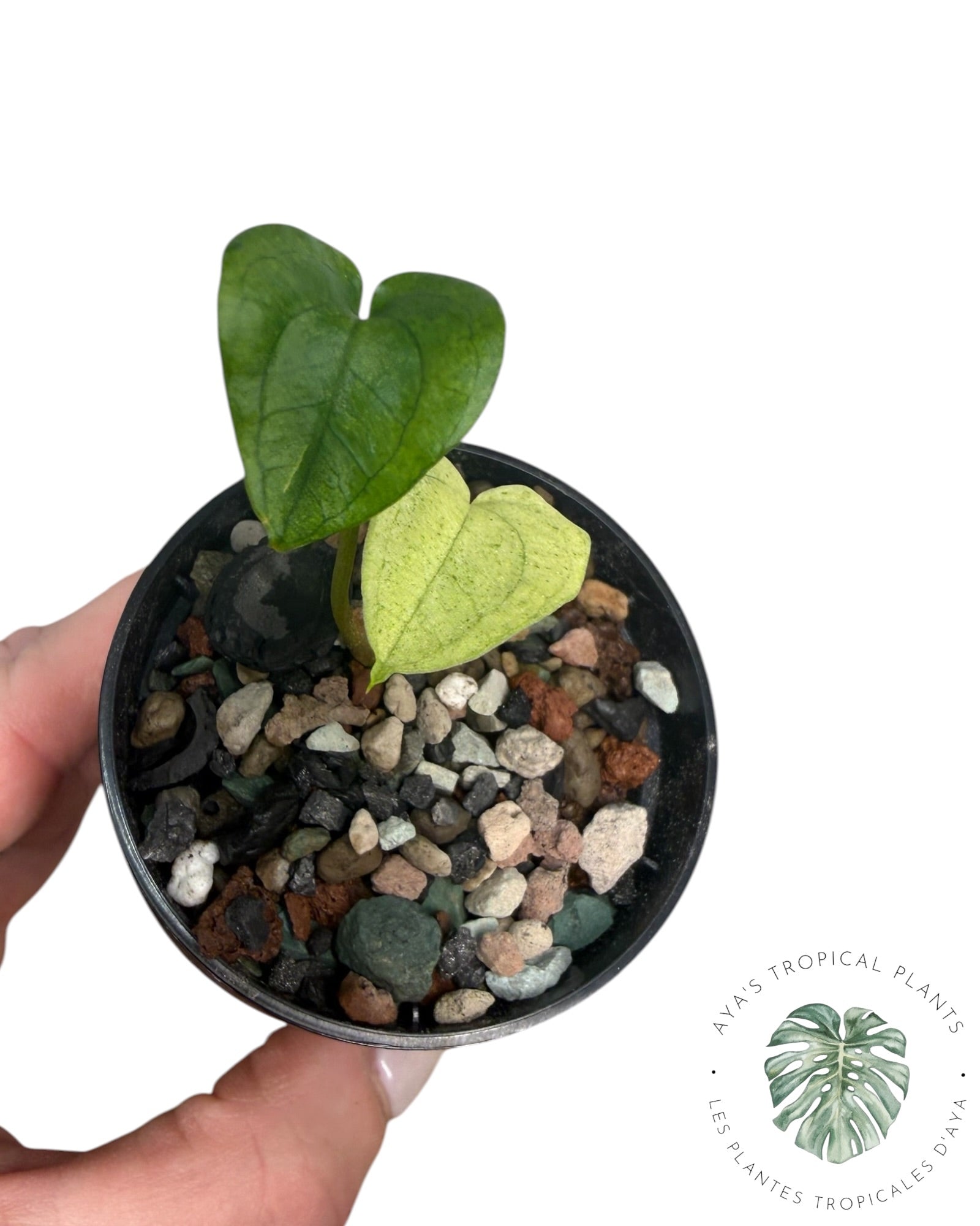 Anthurium Dark Phoenix Variegated