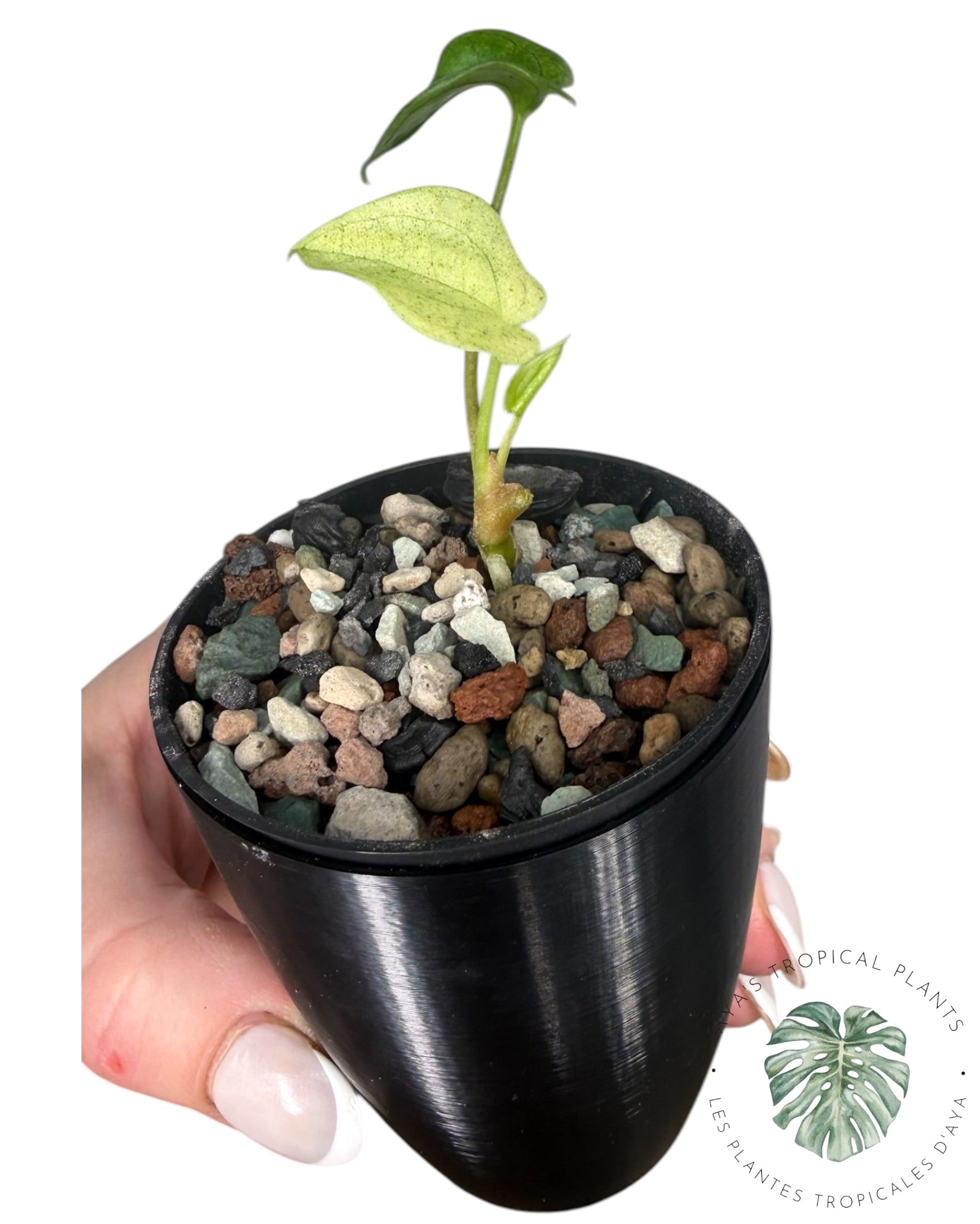 Anthurium Dark Phoenix Variegated