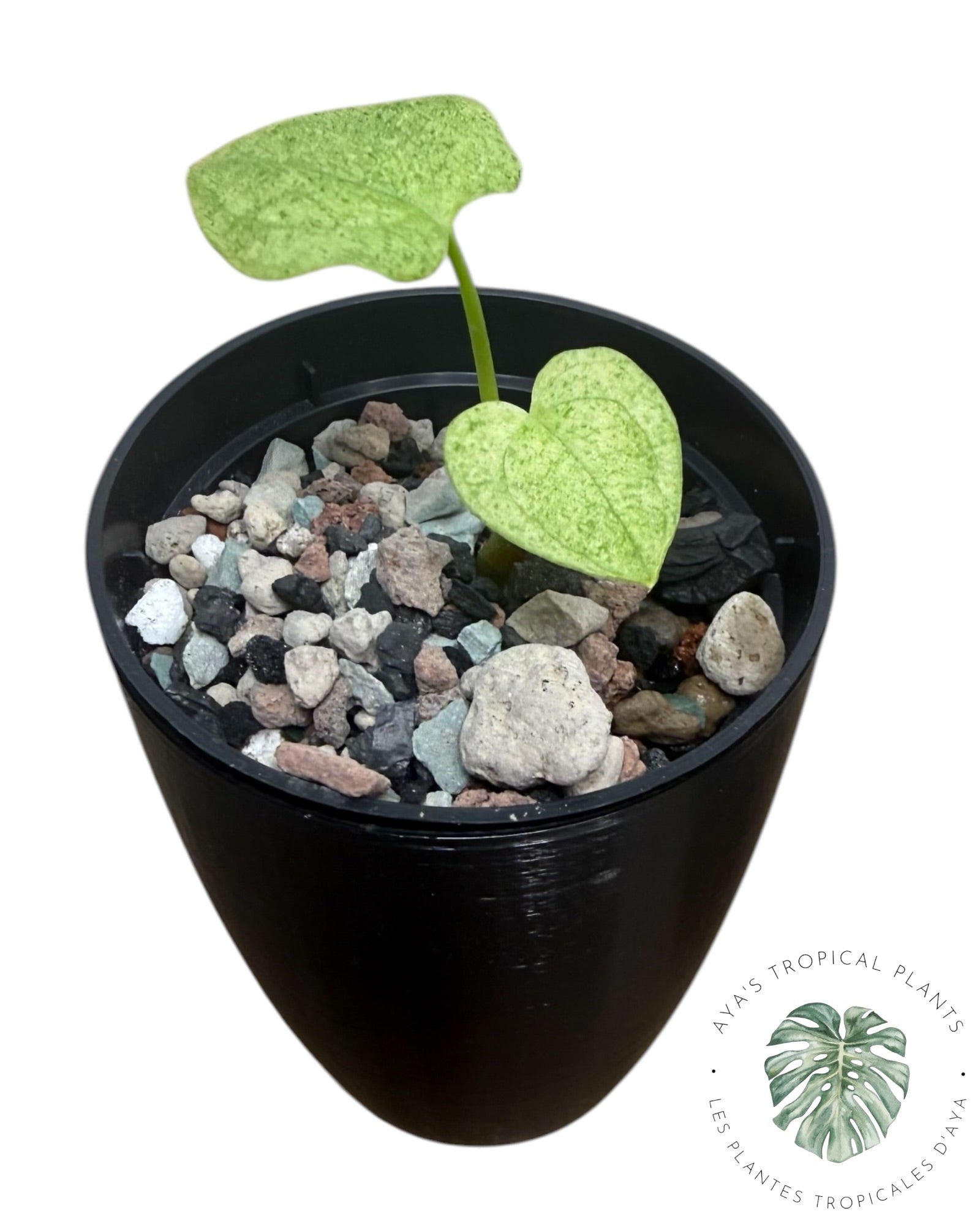 Anthurium Dark Phoenix Variegated