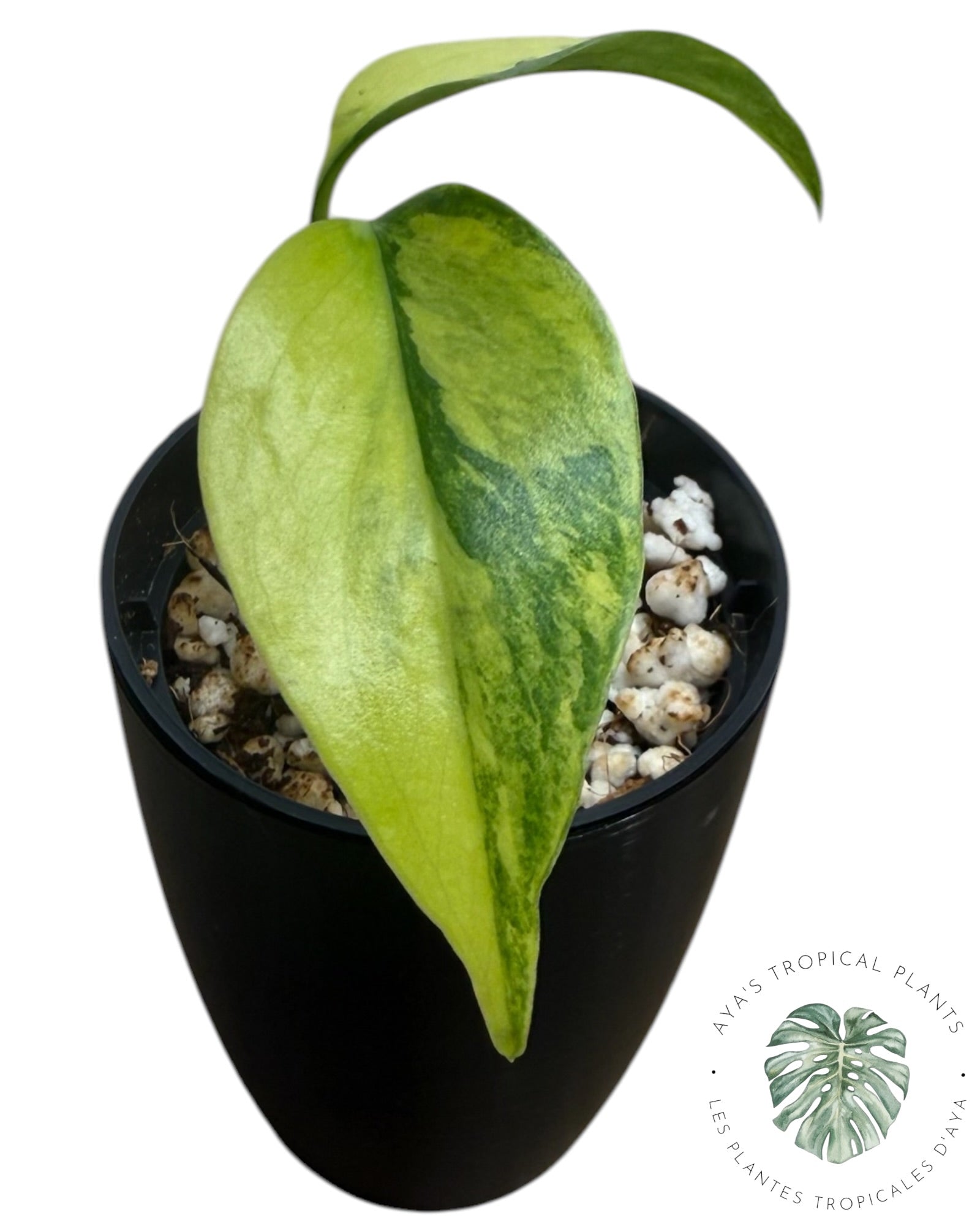 Monstera Aurea Variegated