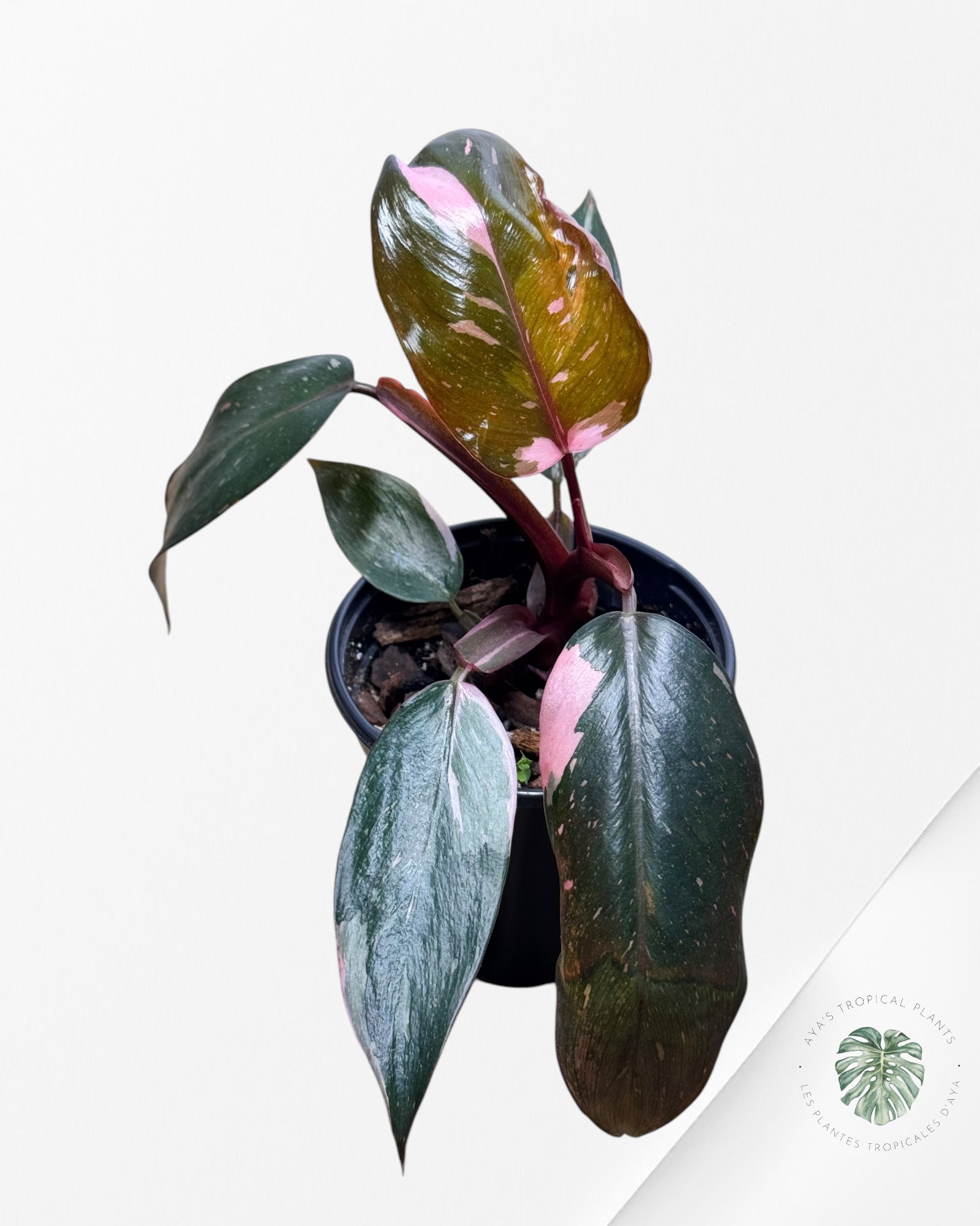 Philodendron Pink Princess Marble-PPM4