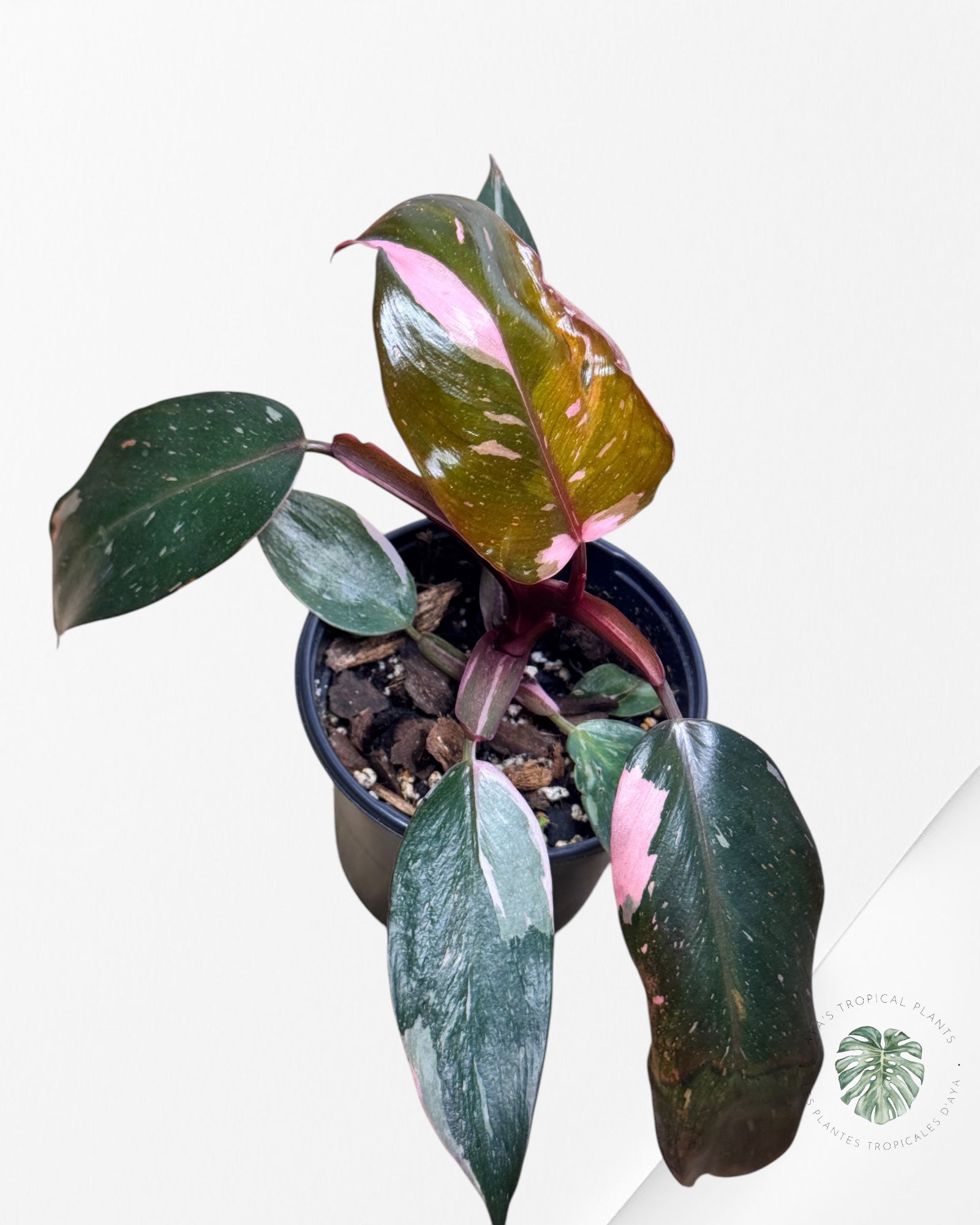 Philodendron Pink Princess Marble-PPM4