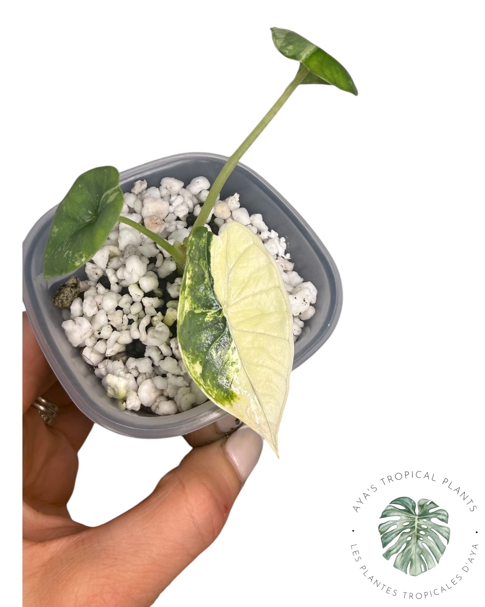 Alocasia Bisma Platinum Albo Variegated