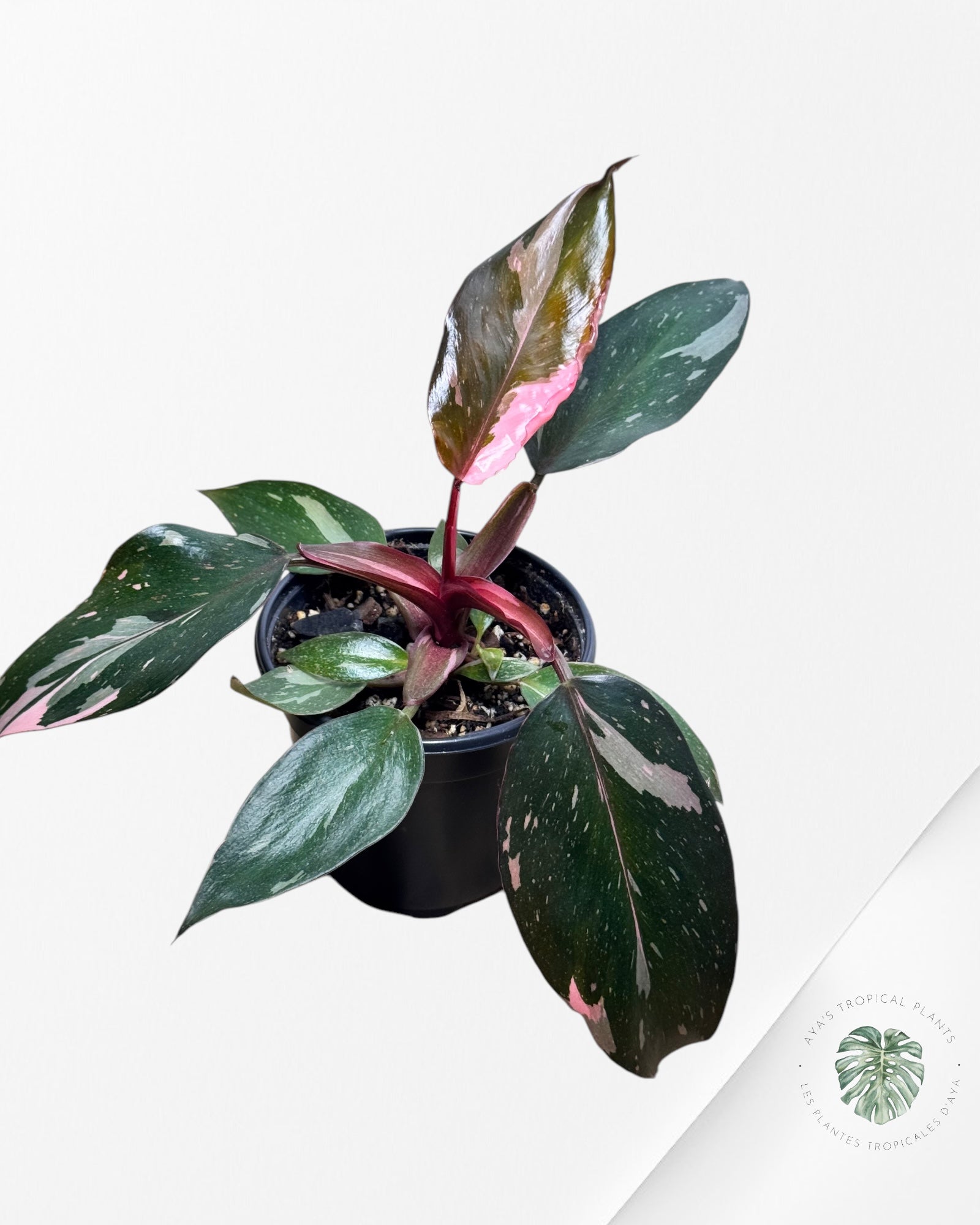 Philodendron Pink Princess Marble-PPM6