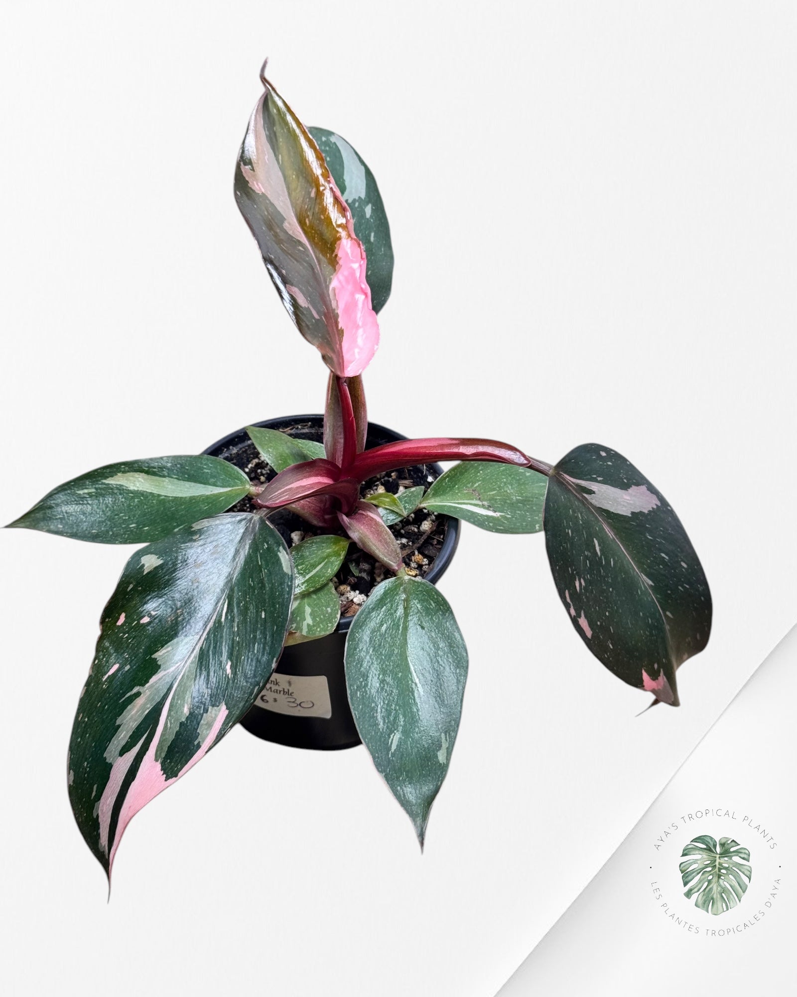 Philodendron Pink Princess Marble-PPM6