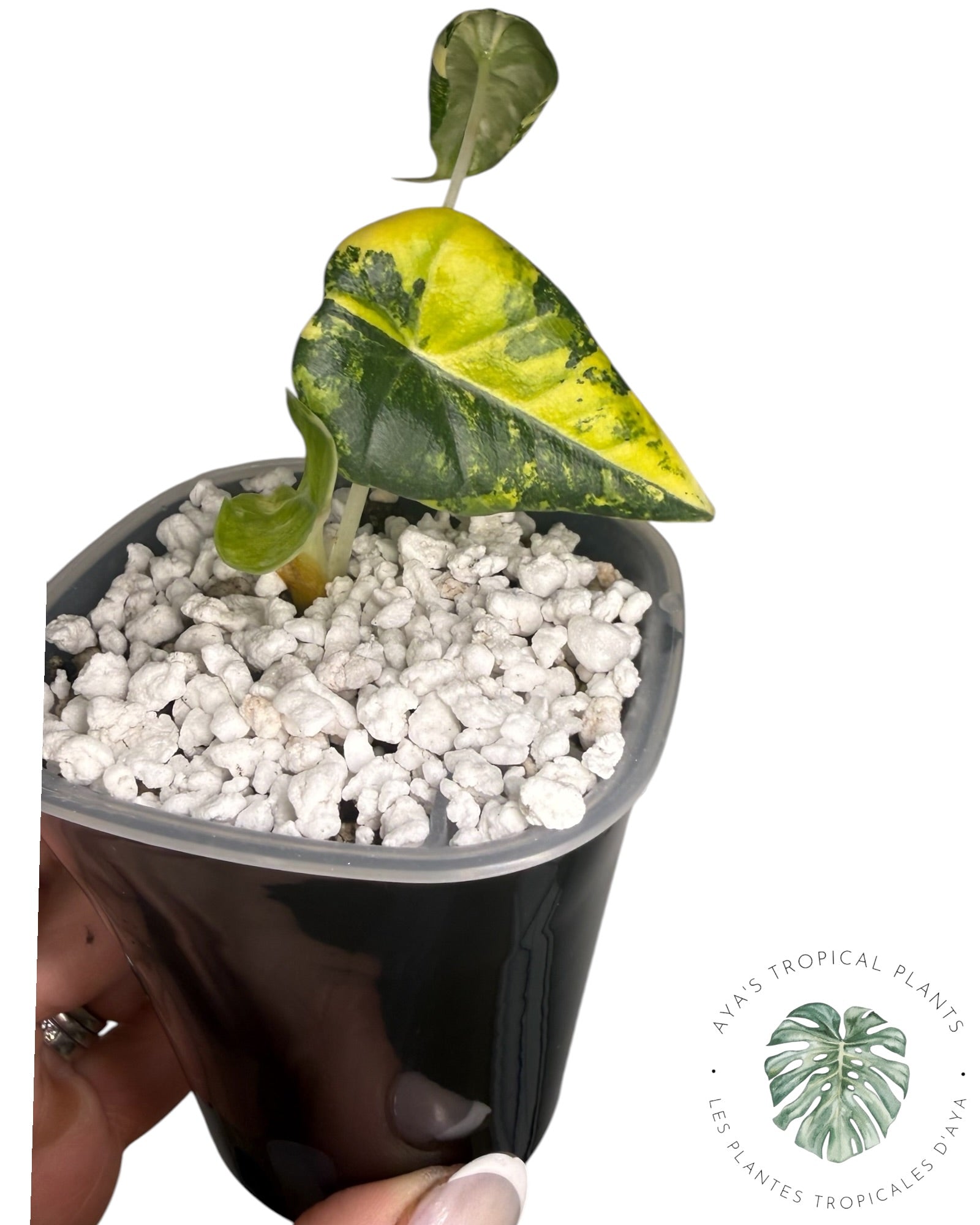 Alocasia Maharani Golden Lime