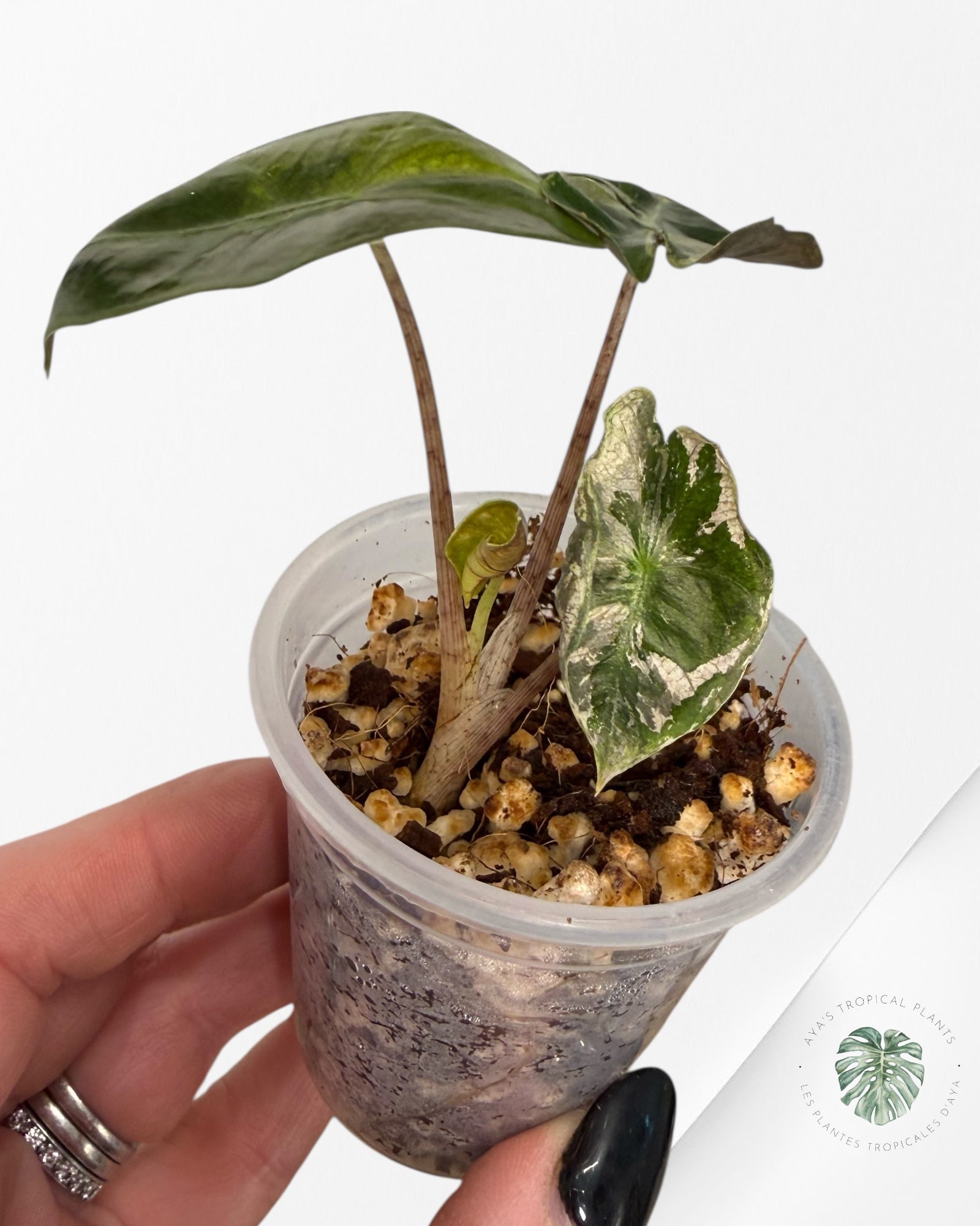 Alocasia Pseudo-Sanderiana Pink Variegated| Rare TC Plant| Aya's Tropical Plants