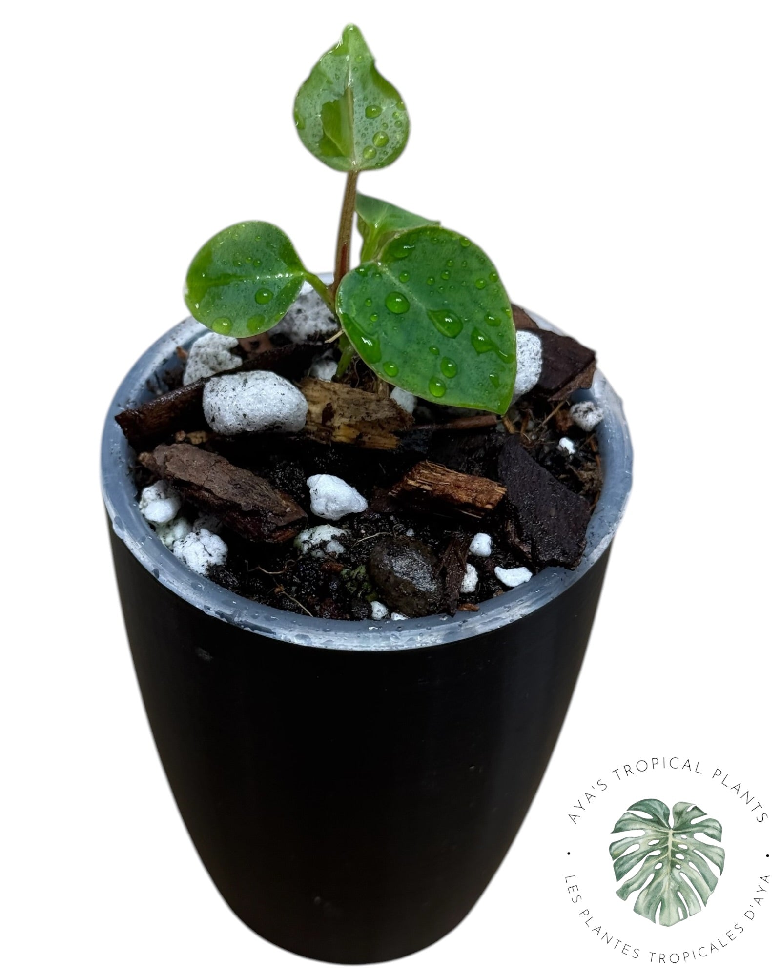 Anthurium Purple Crystallinum