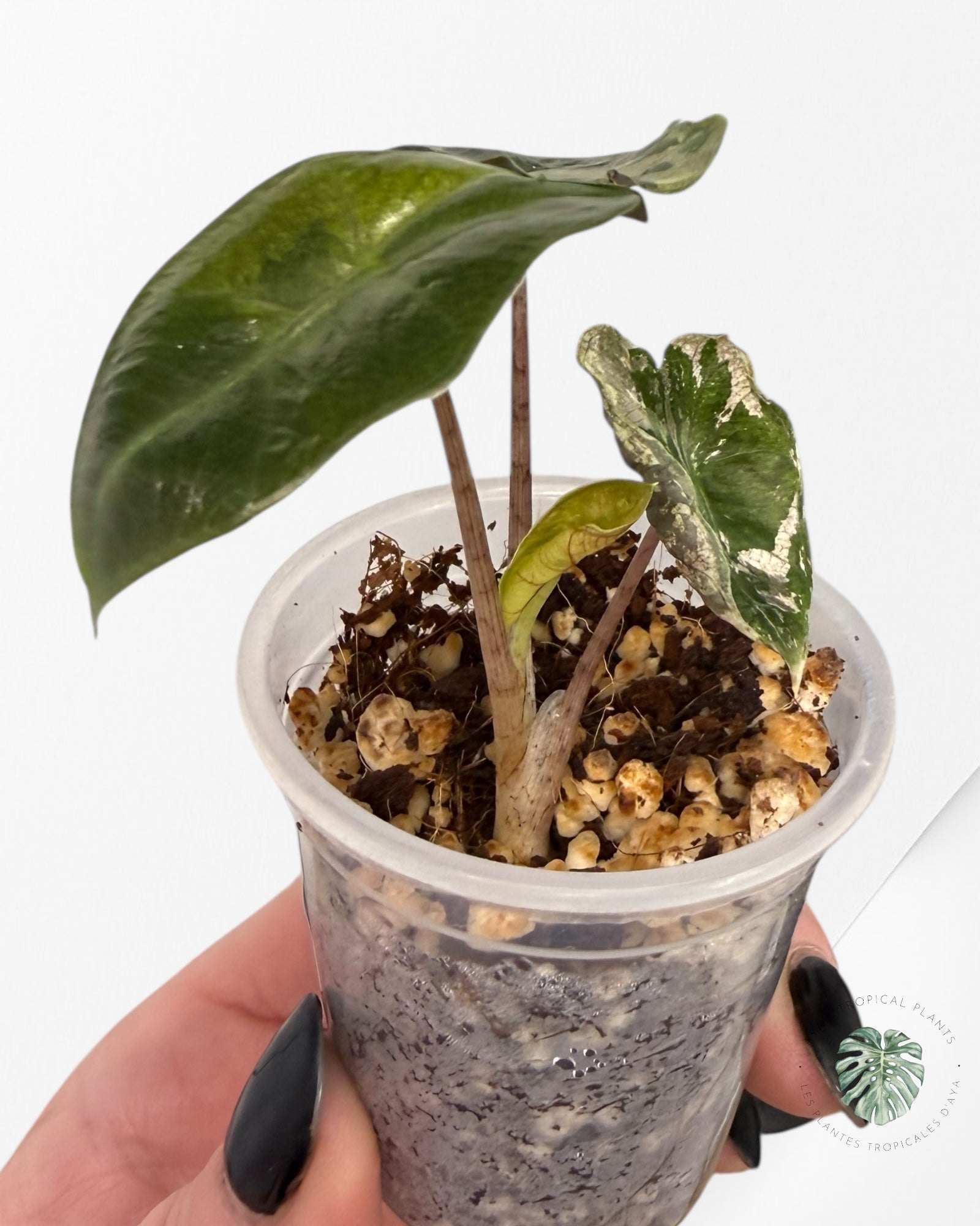 Alocasia Pseudo-Sanderiana Pink Variegated| Rare TC Plant| Aya's Tropical Plants