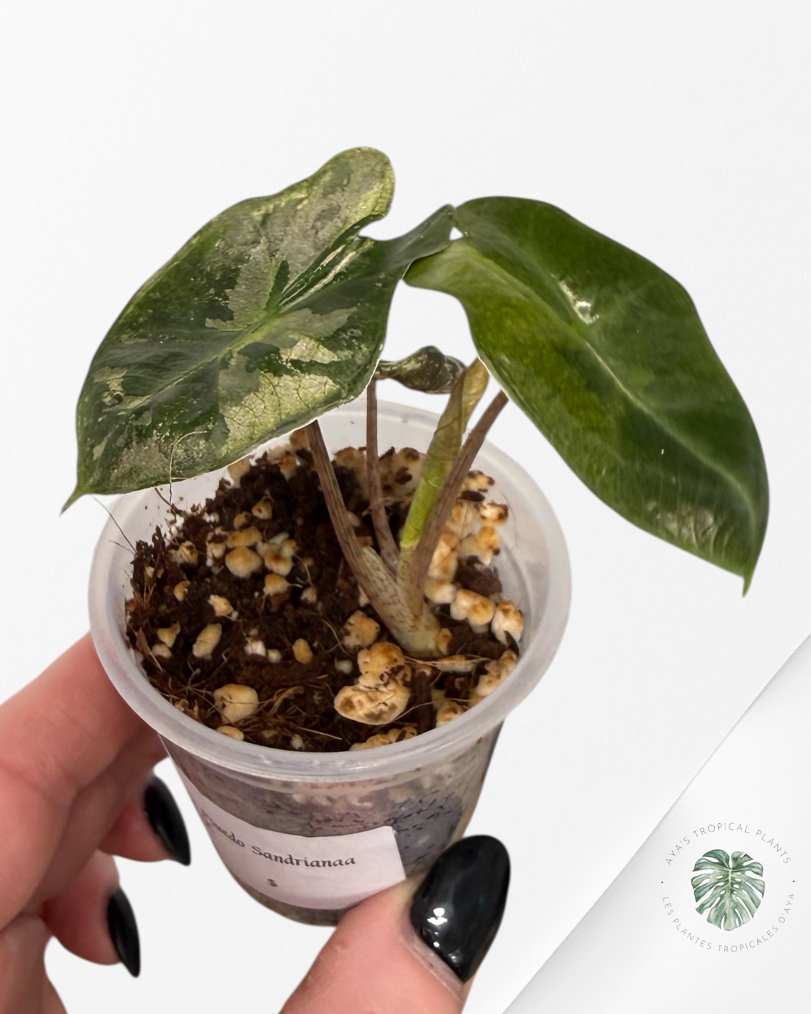 Alocasia Pseudo-Sanderiana Pink Variegated| Rare TC Plant| Aya's Tropical Plants