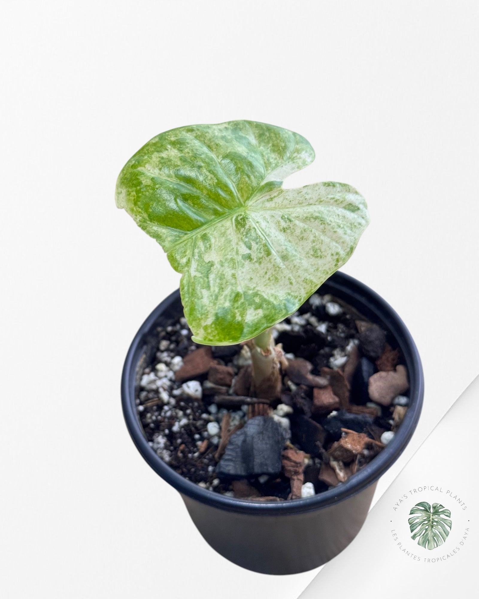 Alocasia macrorrhiza 'Camouflage'-B