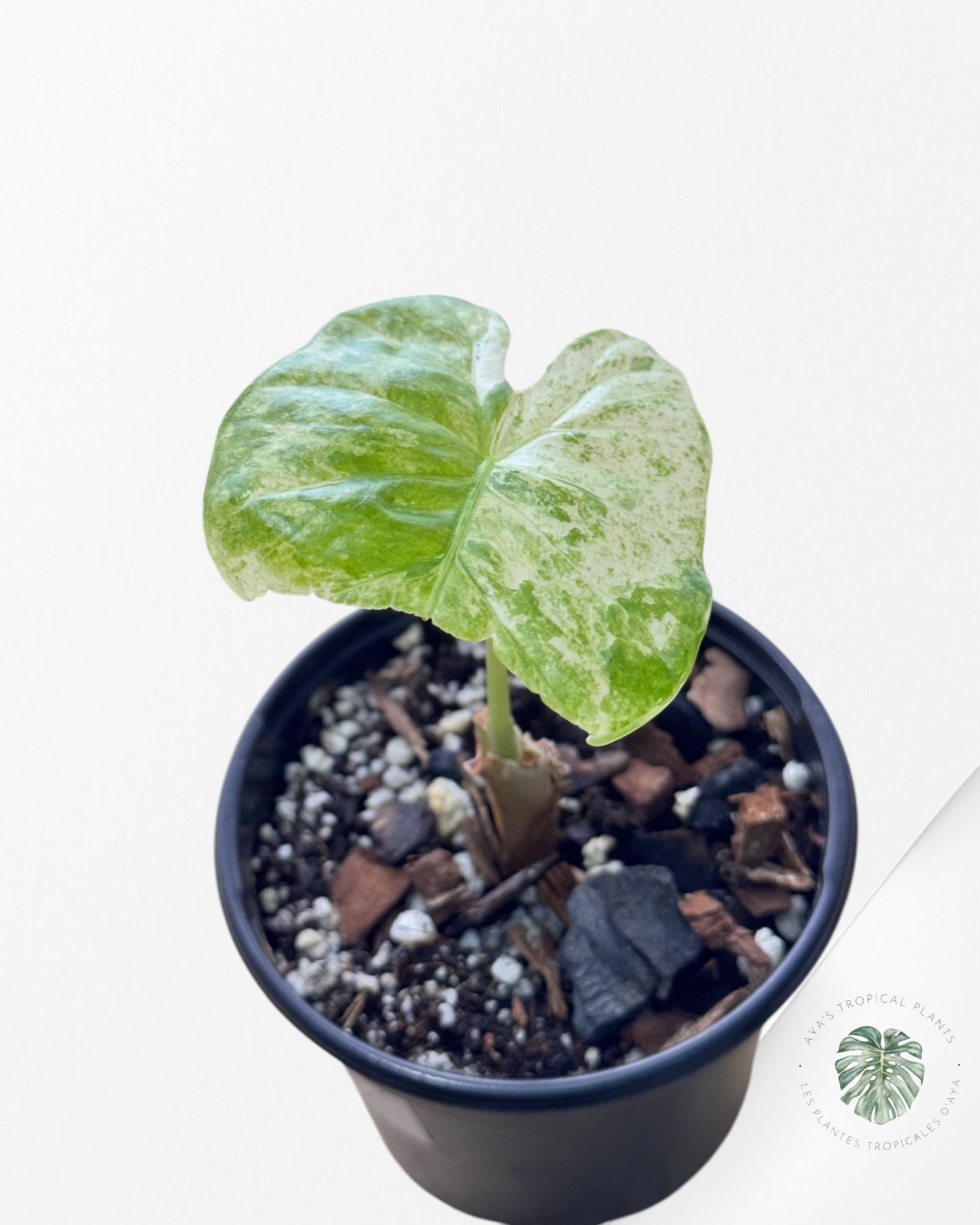 Alocasia macrorrhiza 'Camouflage'-B