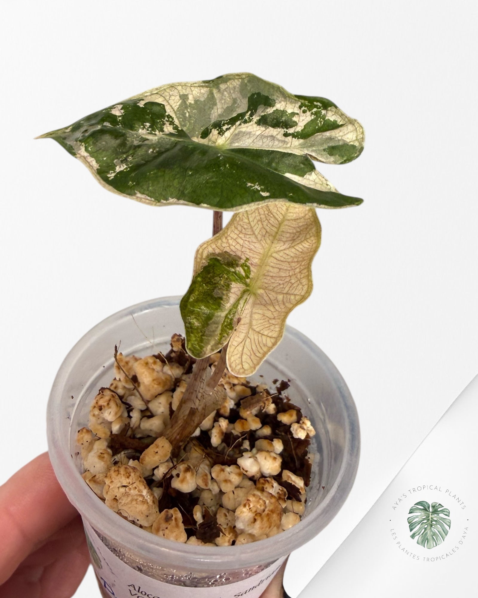 Alocasia Pseudo-Sanderiana Pink Variegated| Rare TC Plant| Aya's Tropical Plants