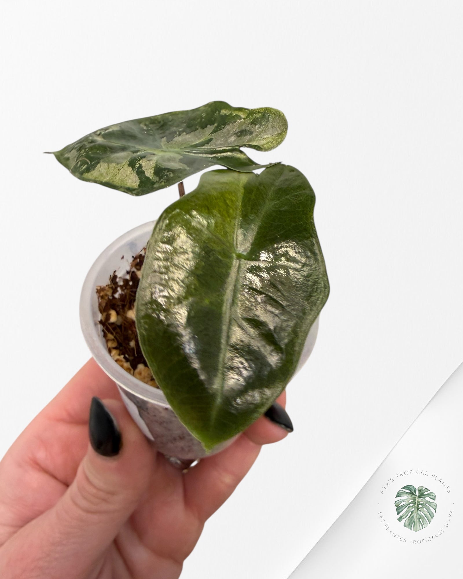 Alocasia Pseudo-Sanderiana Pink Variegated| Rare TC Plant| Aya's Tropical Plants