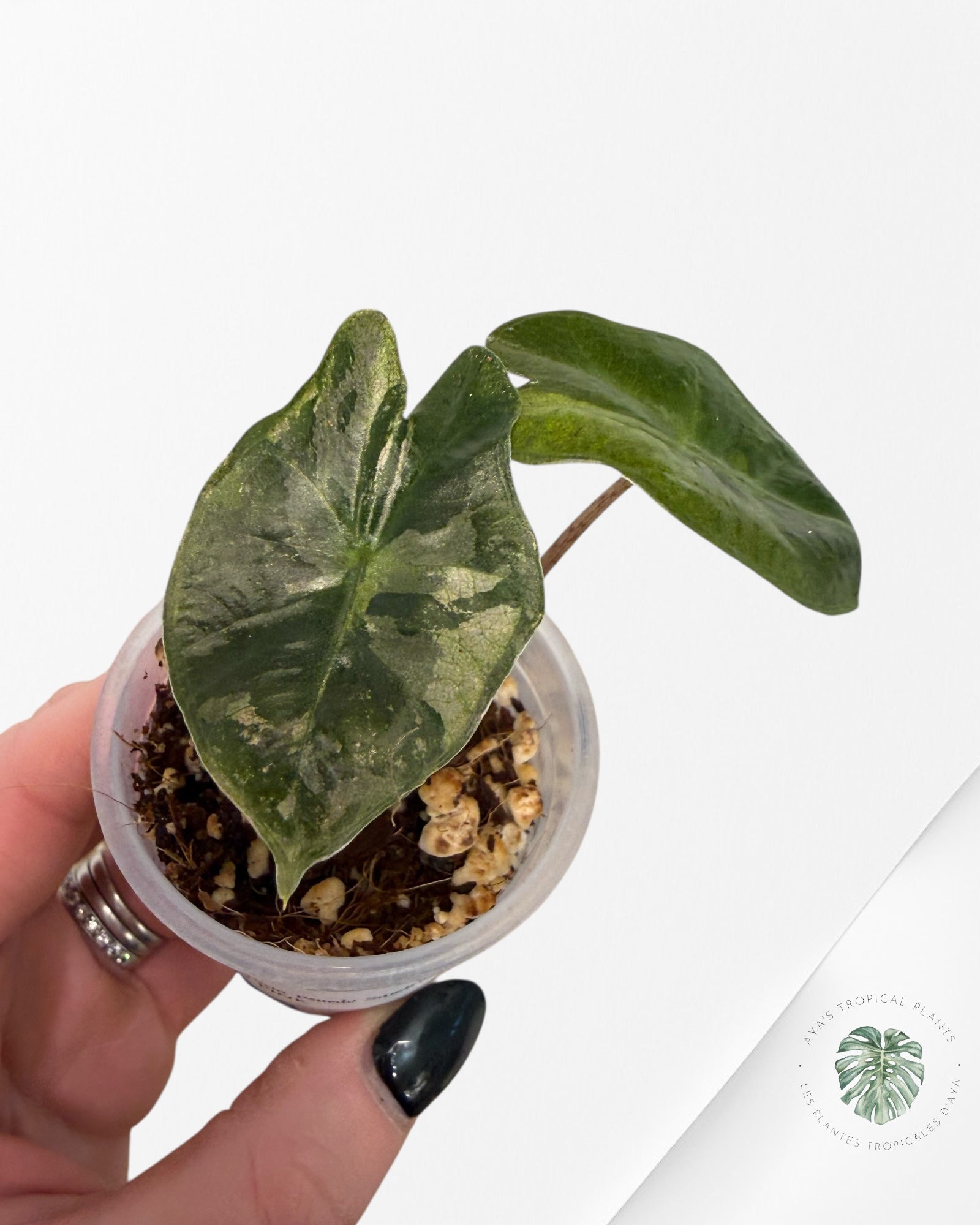 Alocasia Pseudo-Sanderiana Pink Variegated| Rare TC Plant| Aya's Tropical Plants