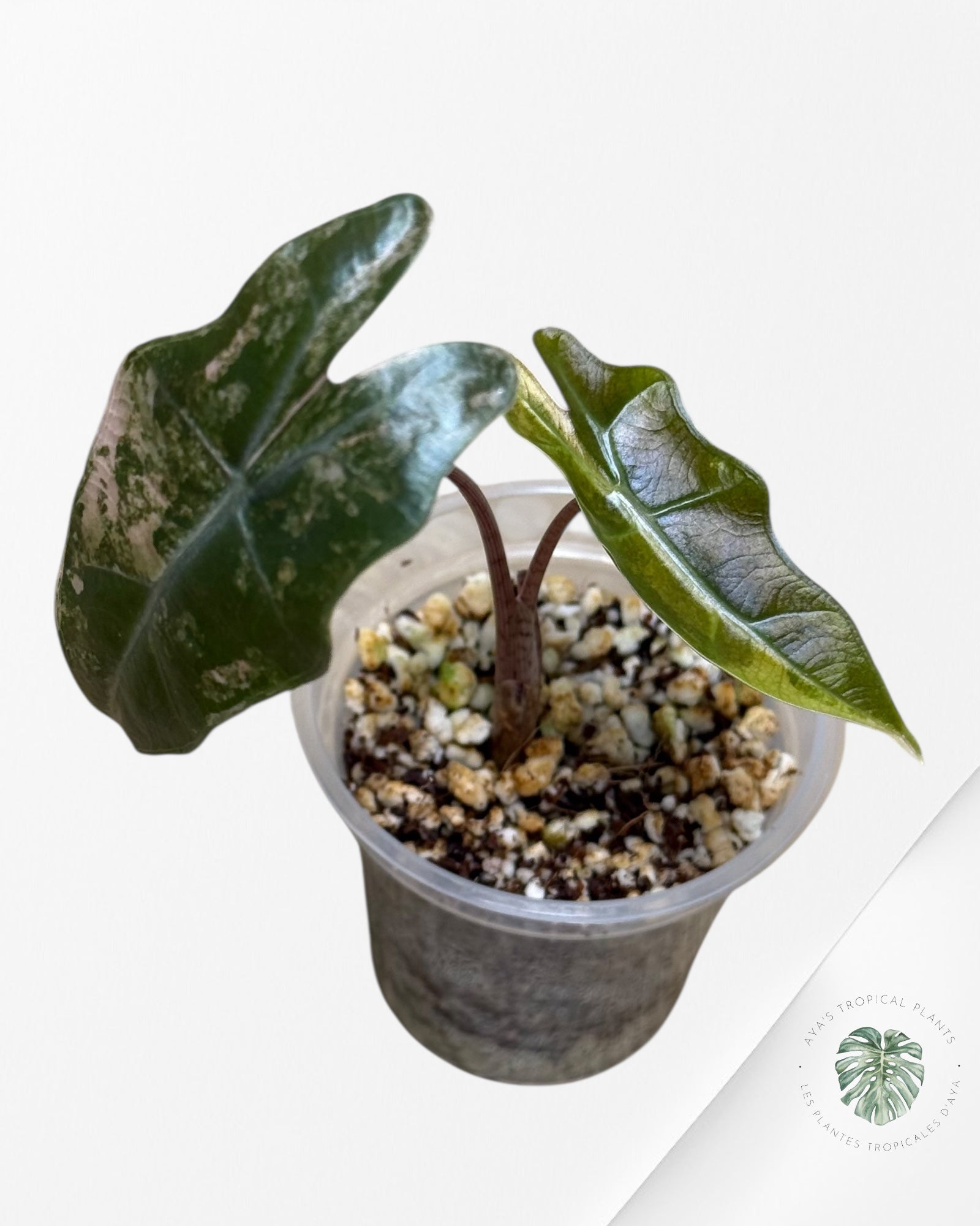 Alocasia Pseudo Sanderiana Variegated ( aurea)