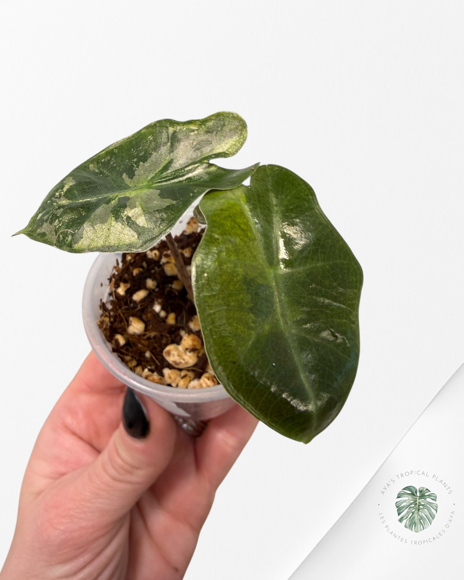 Alocasia Pseudo-Sanderiana Pink Variegated| Rare TC Plant| Aya's Tropical Plants