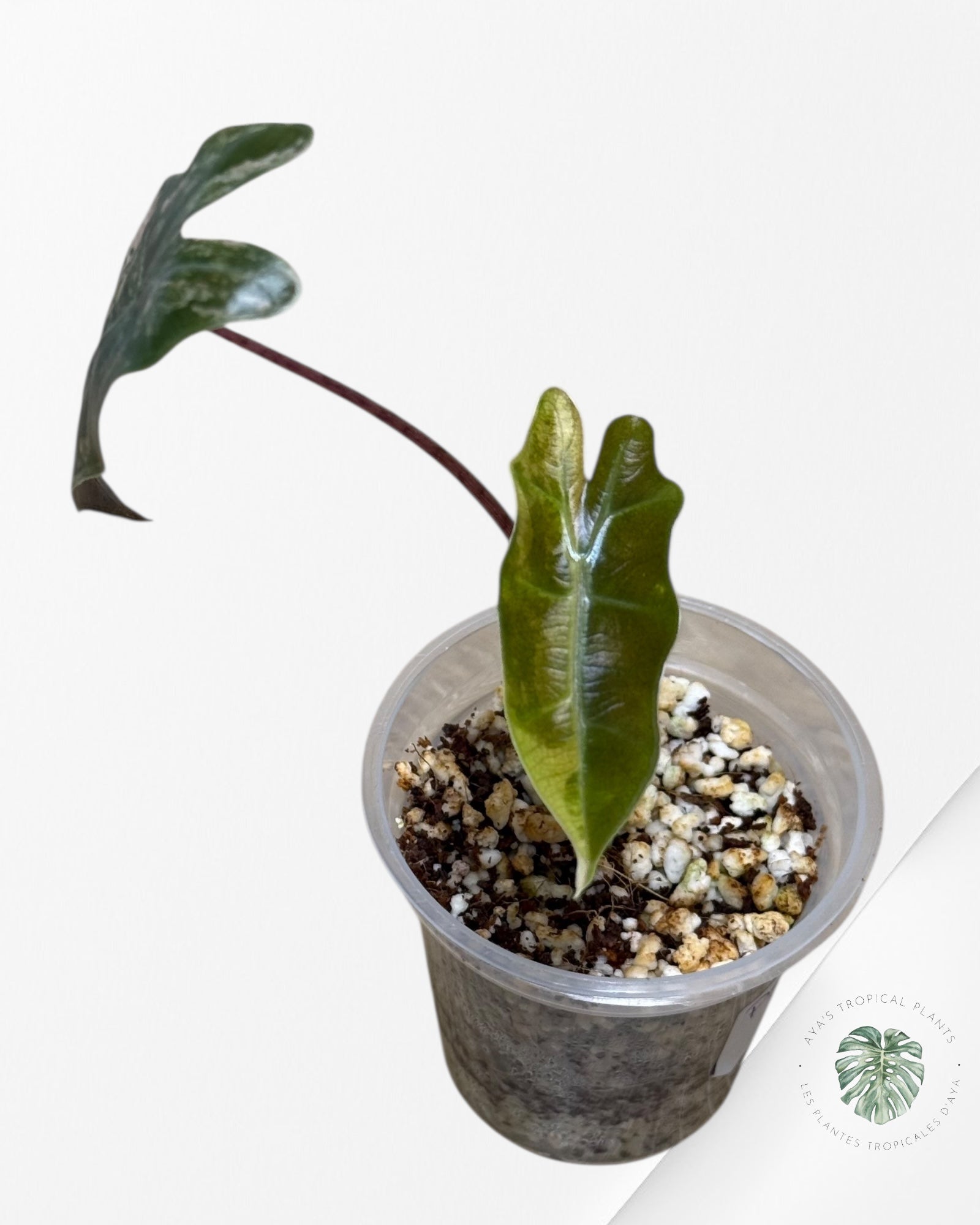 Alocasia Pseudo Sanderiana Variegated ( aurea)