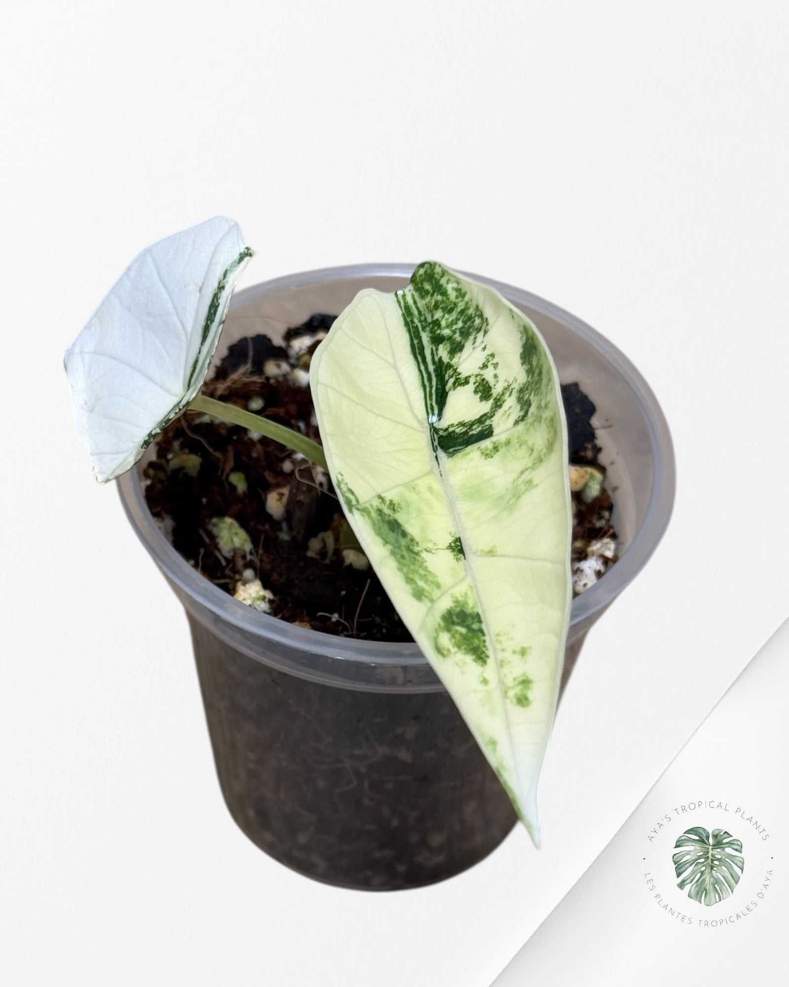 Alocasia Bisma sp. 'Platinum' Albo Variegated - 13D