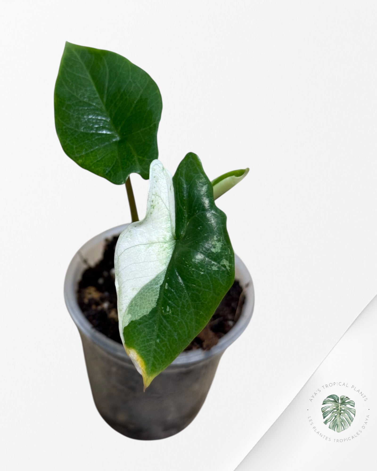 Alocasia Bisma sp. 'Platinum' Albo Variegated - 13E