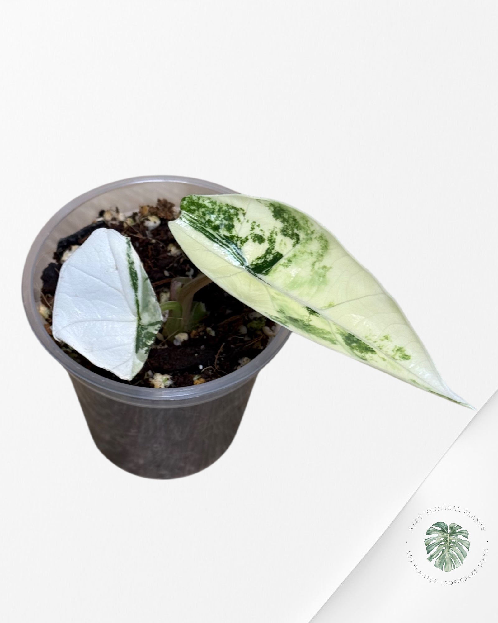Alocasia Bisma sp. 'Platinum' Albo Variegated - 13D