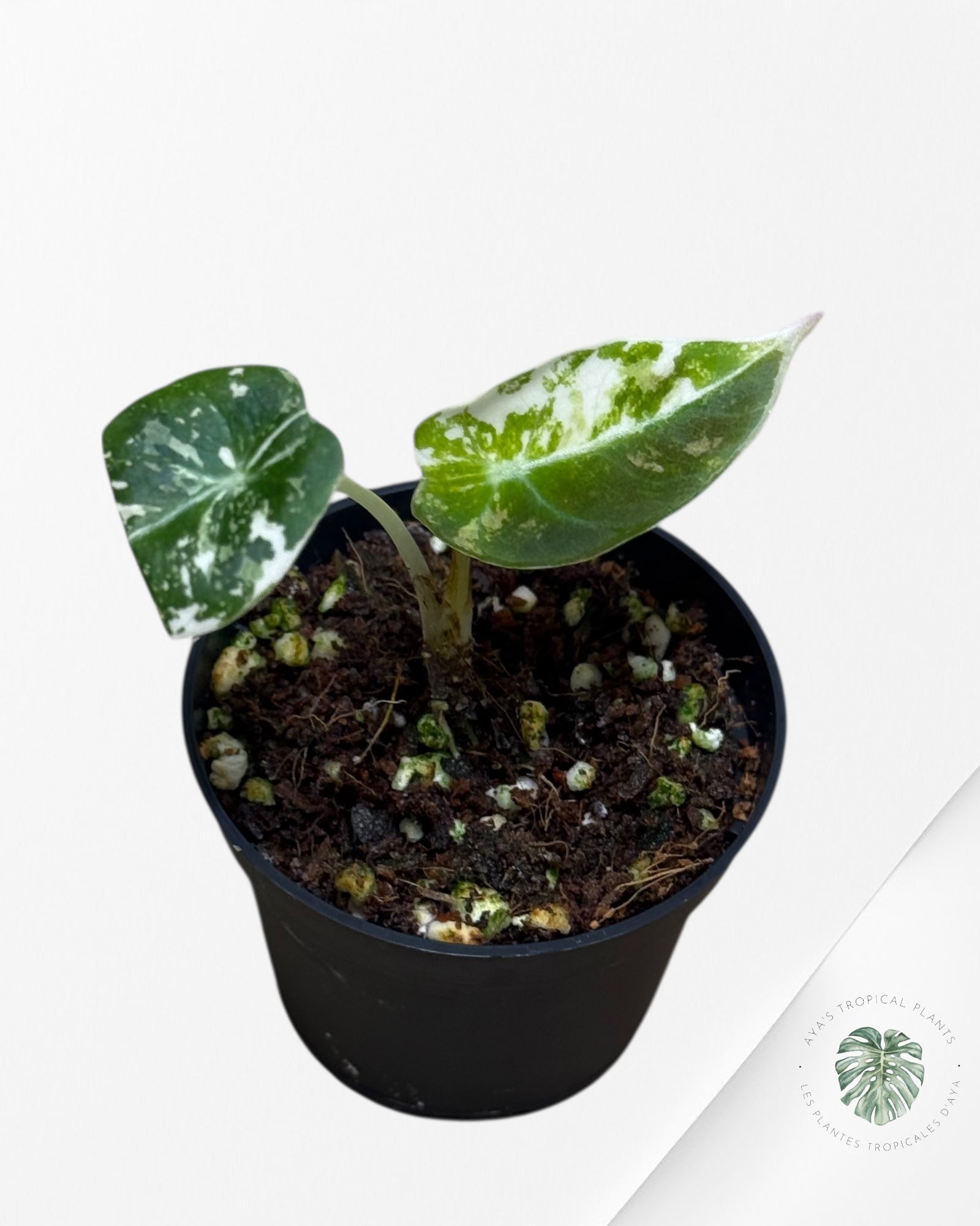 Alocasia Black Velvet Pink Variegated - 13B