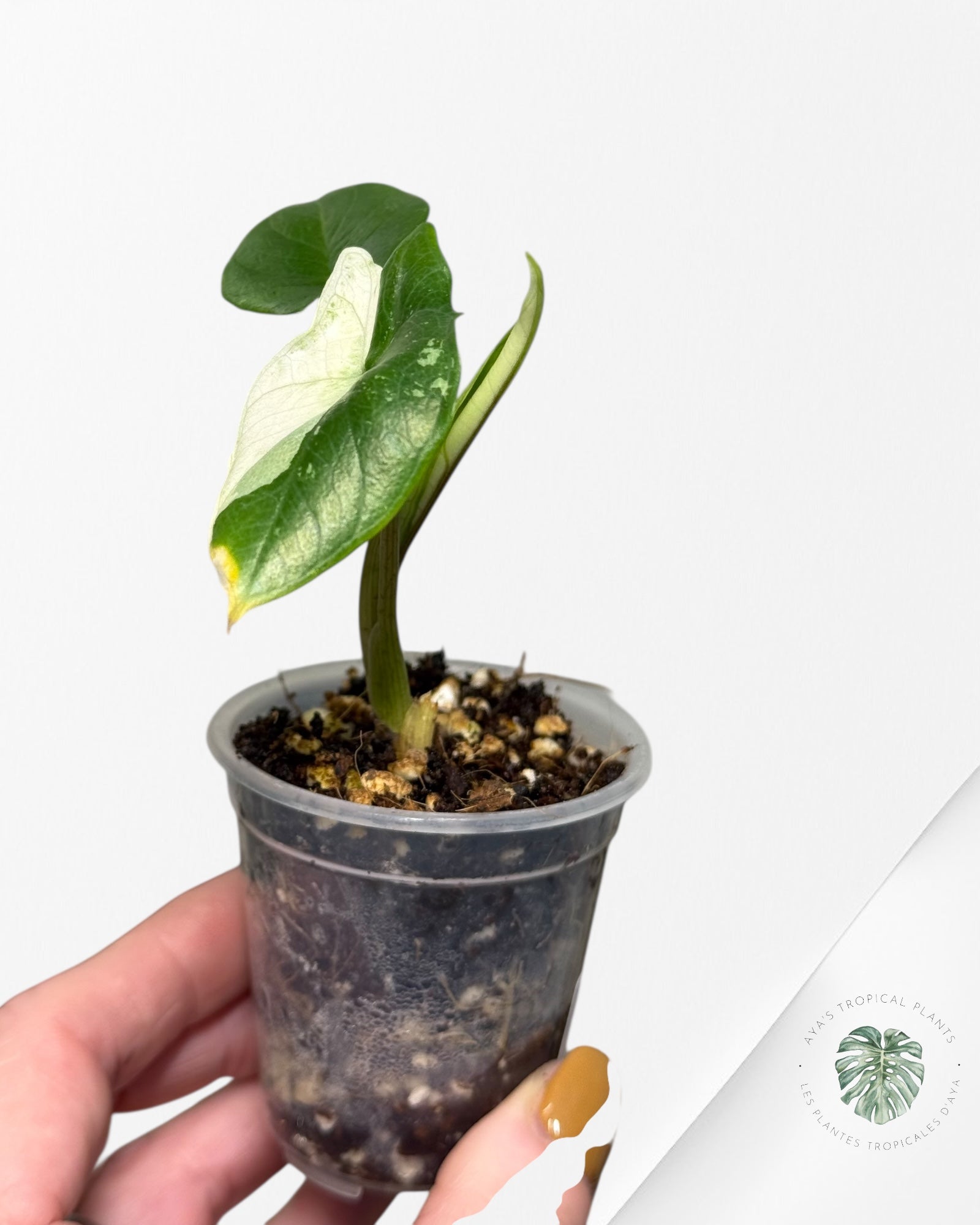 Alocasia Bisma sp. 'Platinum' Albo Variegated - 13E