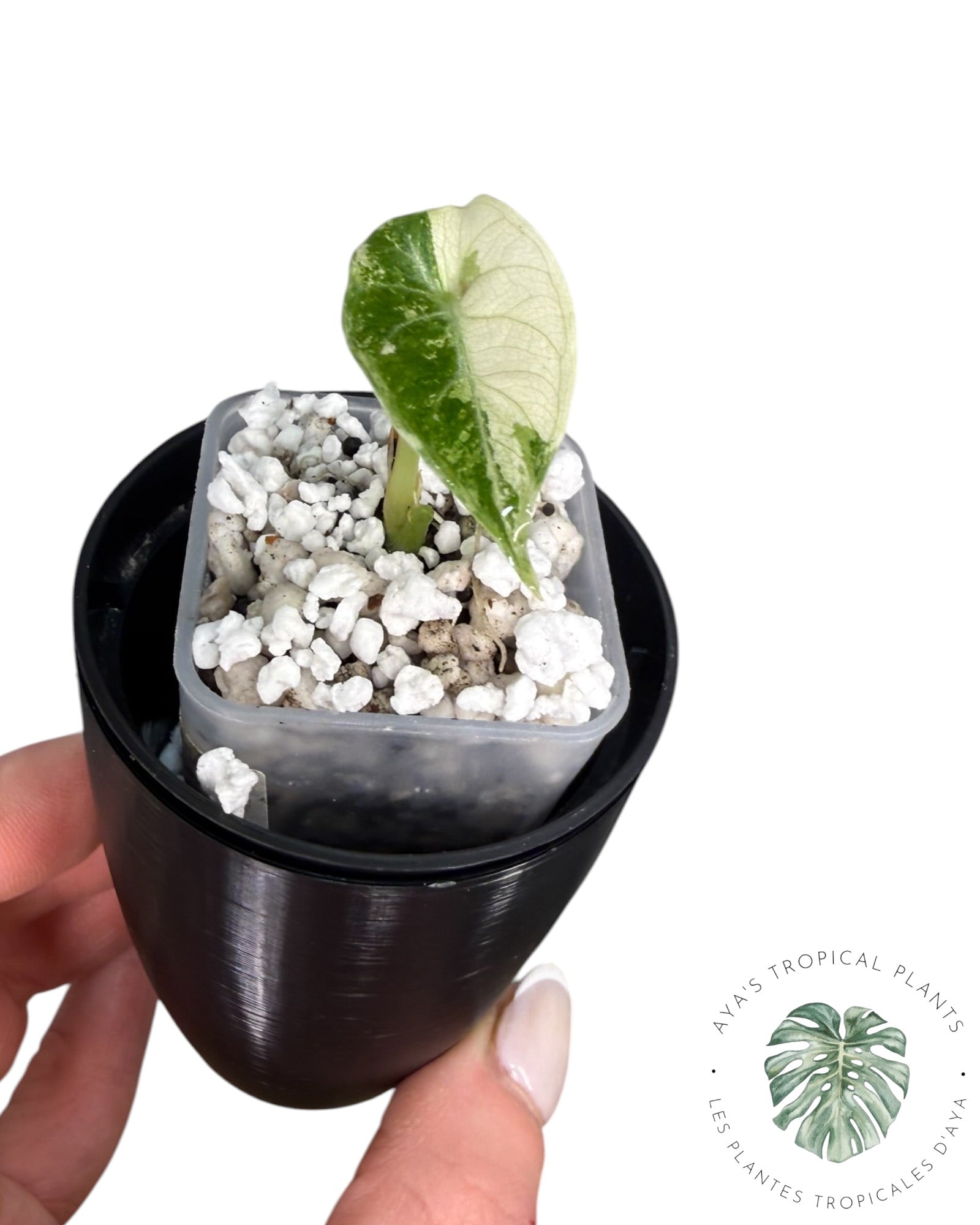 Alocasia Watsoniana Doff. Pink Variegated