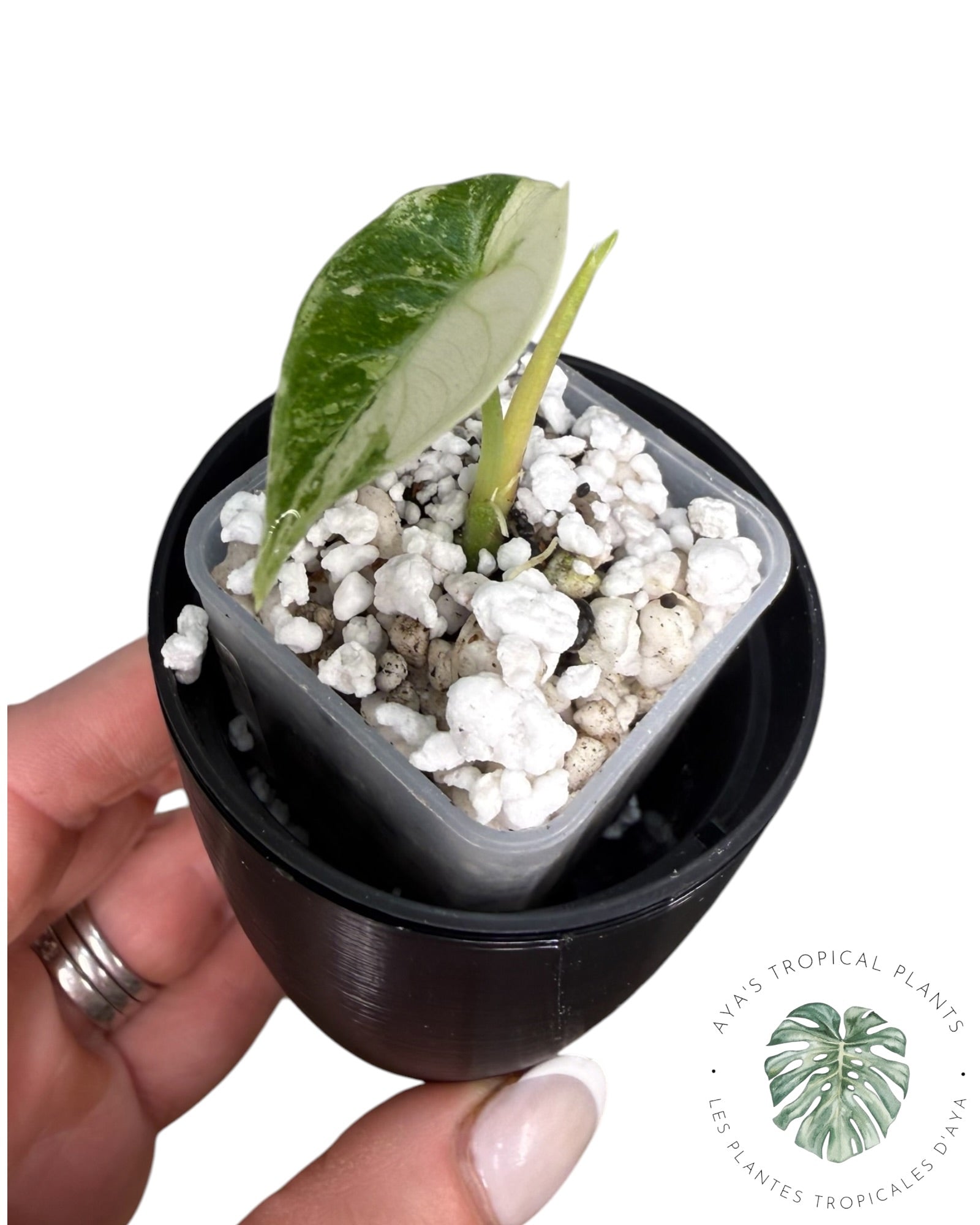 Alocasia Watsoniana Doff. Pink Variegated