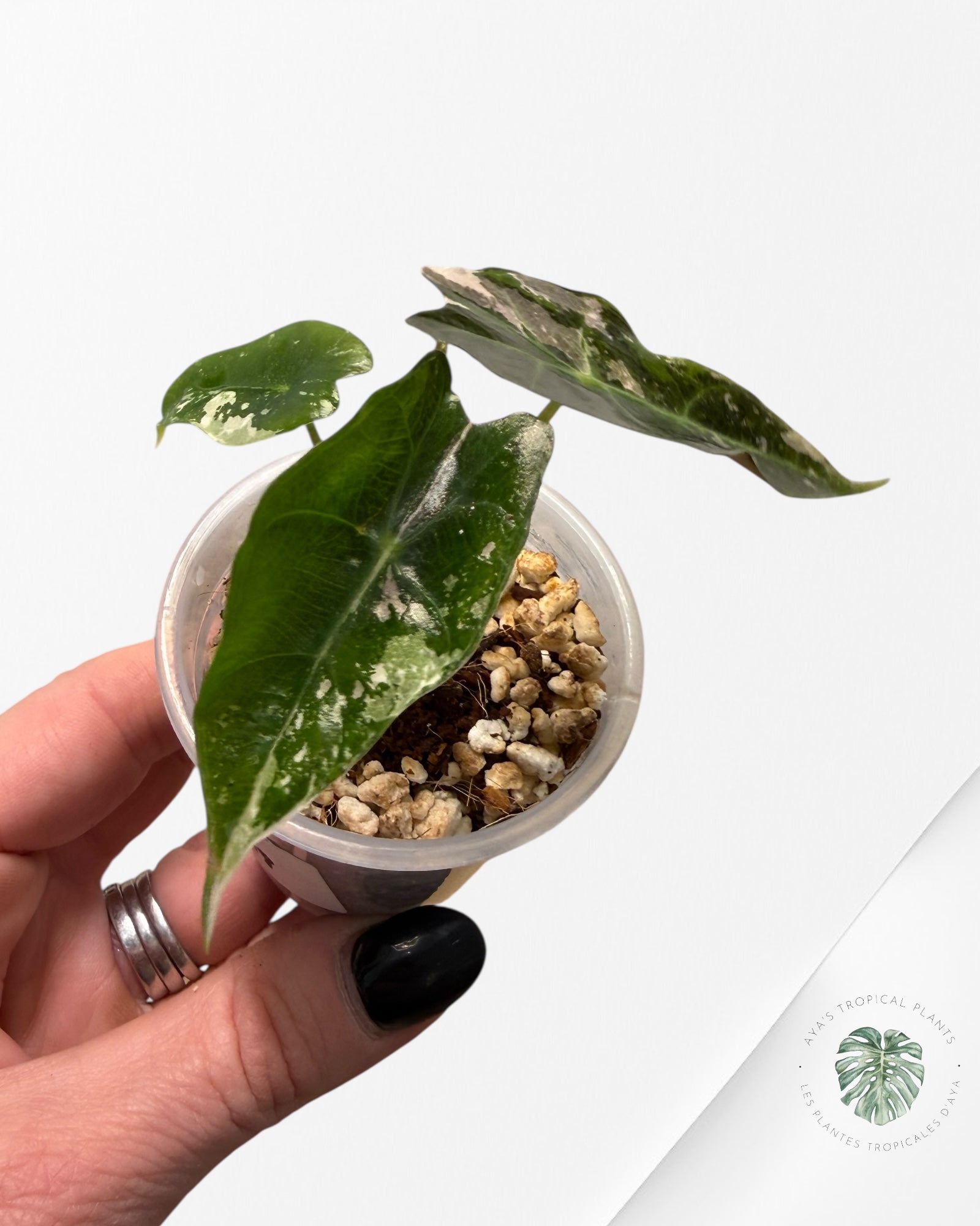 Alocasia Polly Pink Variegated| Rare TC Plant| Aya's Tropical Plants