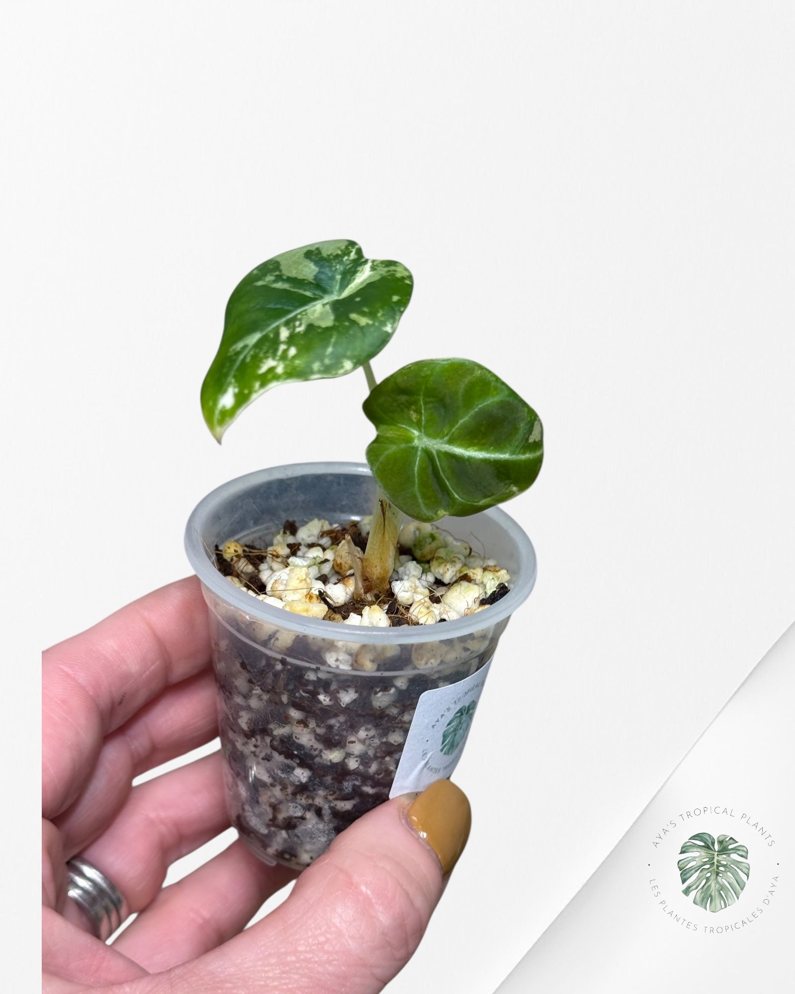 Alocasia Black Velvet Pink Variegated - 13A