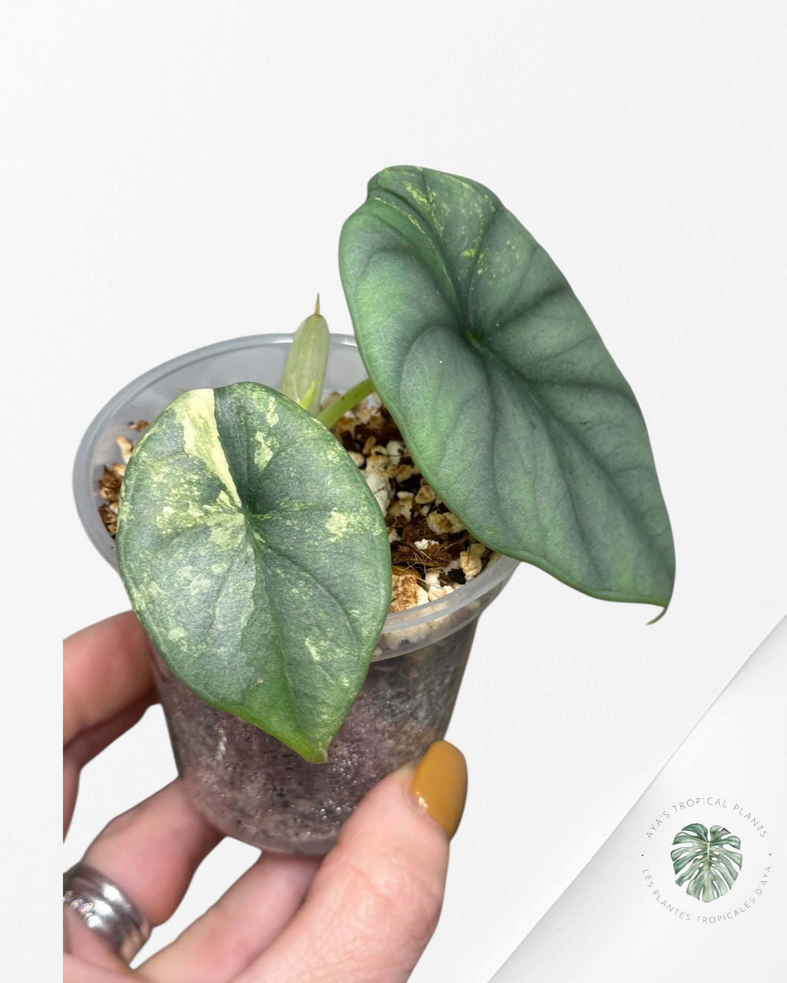 Alocasia Nebula Variegated Aurea ( Grade A) - TC4